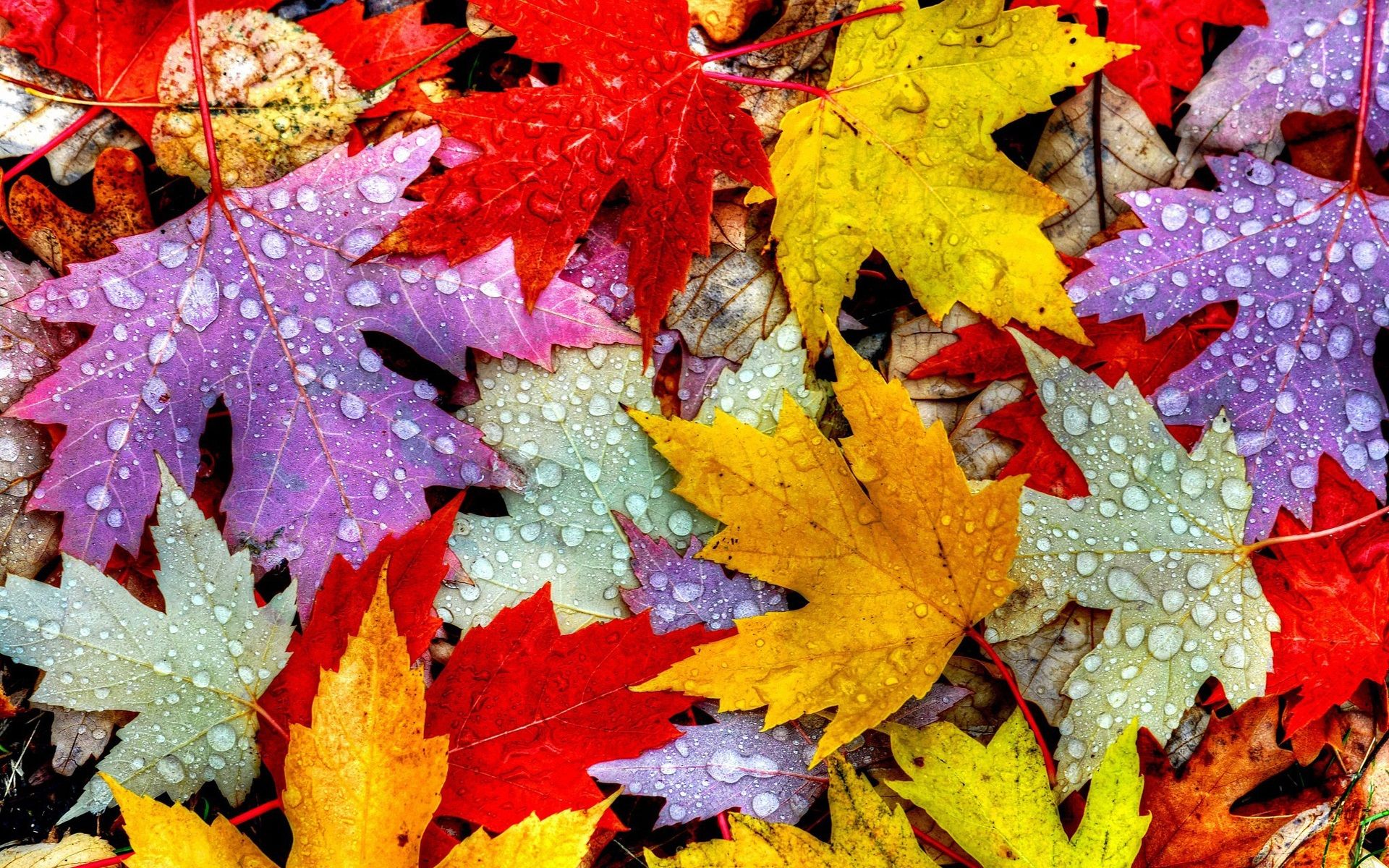 leaves-autumn-water-drops-yellow-red-purple.jpg (JPEG Image, 1920 ...