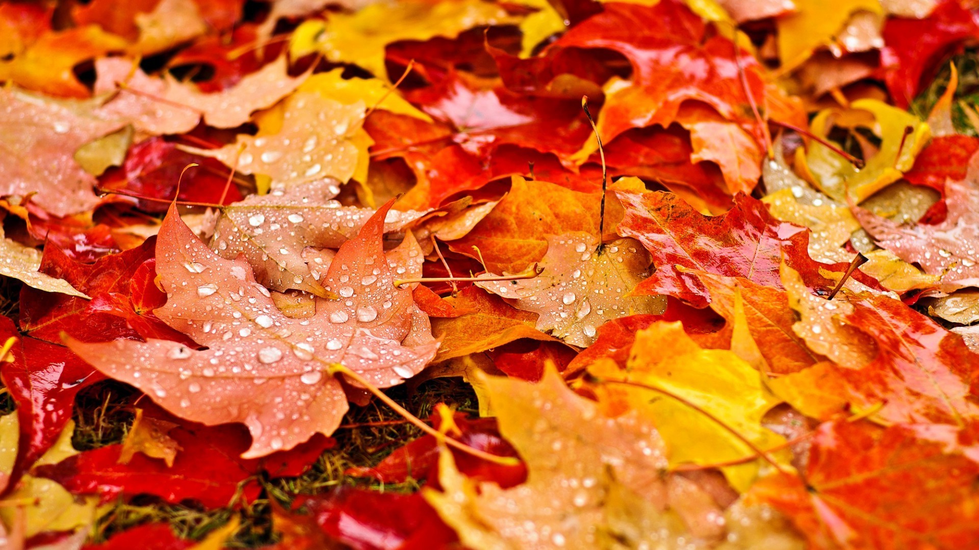 Download Fall Leaves Wallpapers Hd Resolution For Widescreen ...