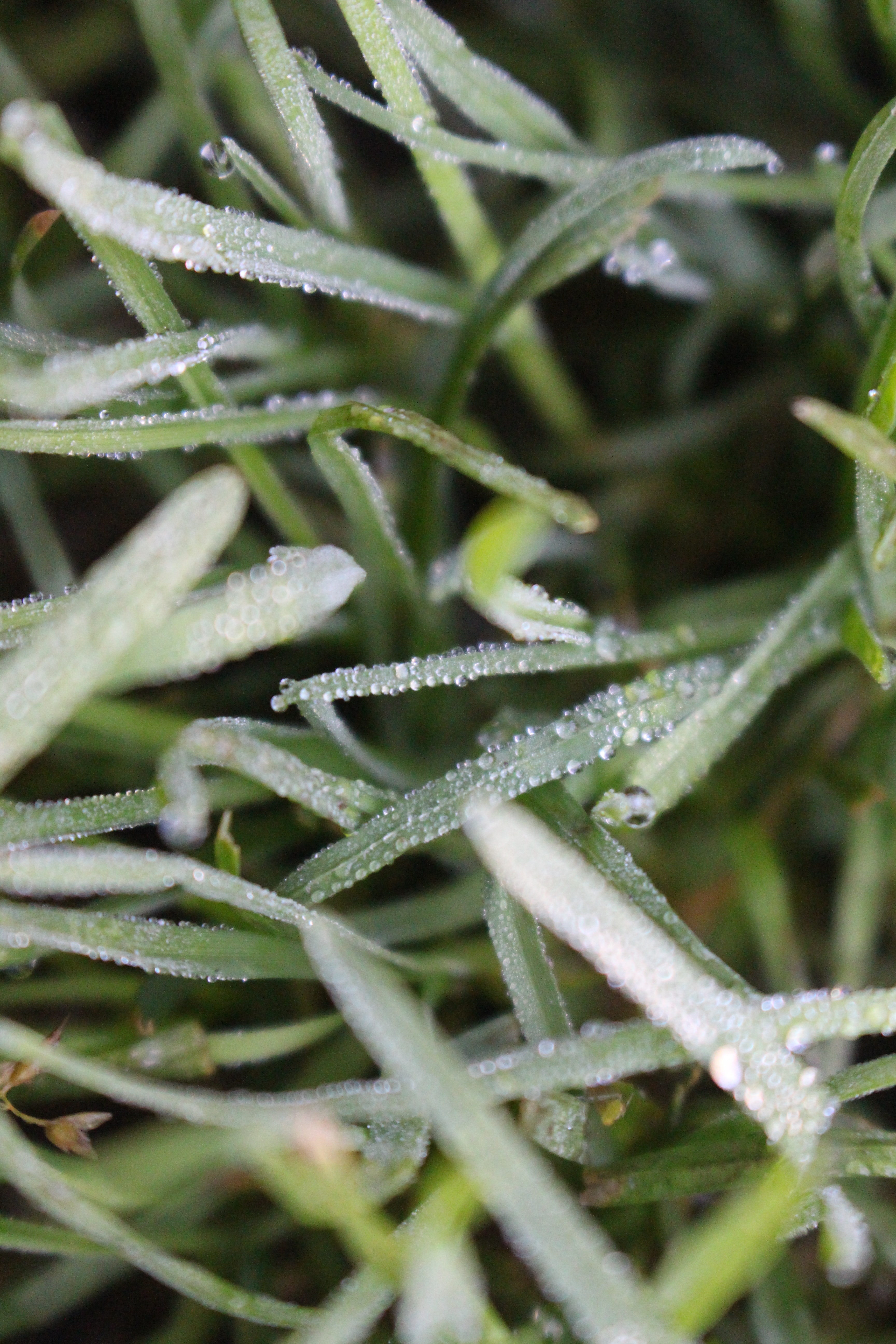 Droplets on green grass in macro shot photo