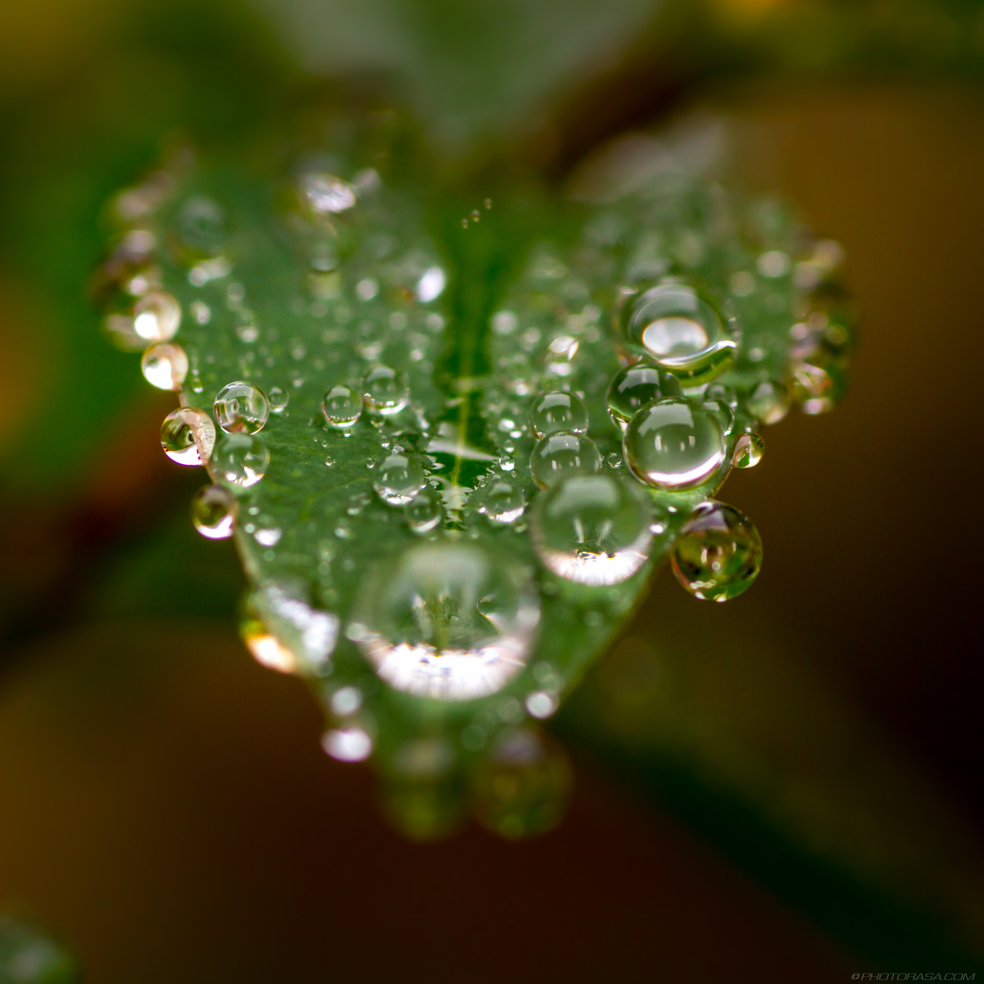 macro of water droplets on leaf - Photorasa Free HD Photos