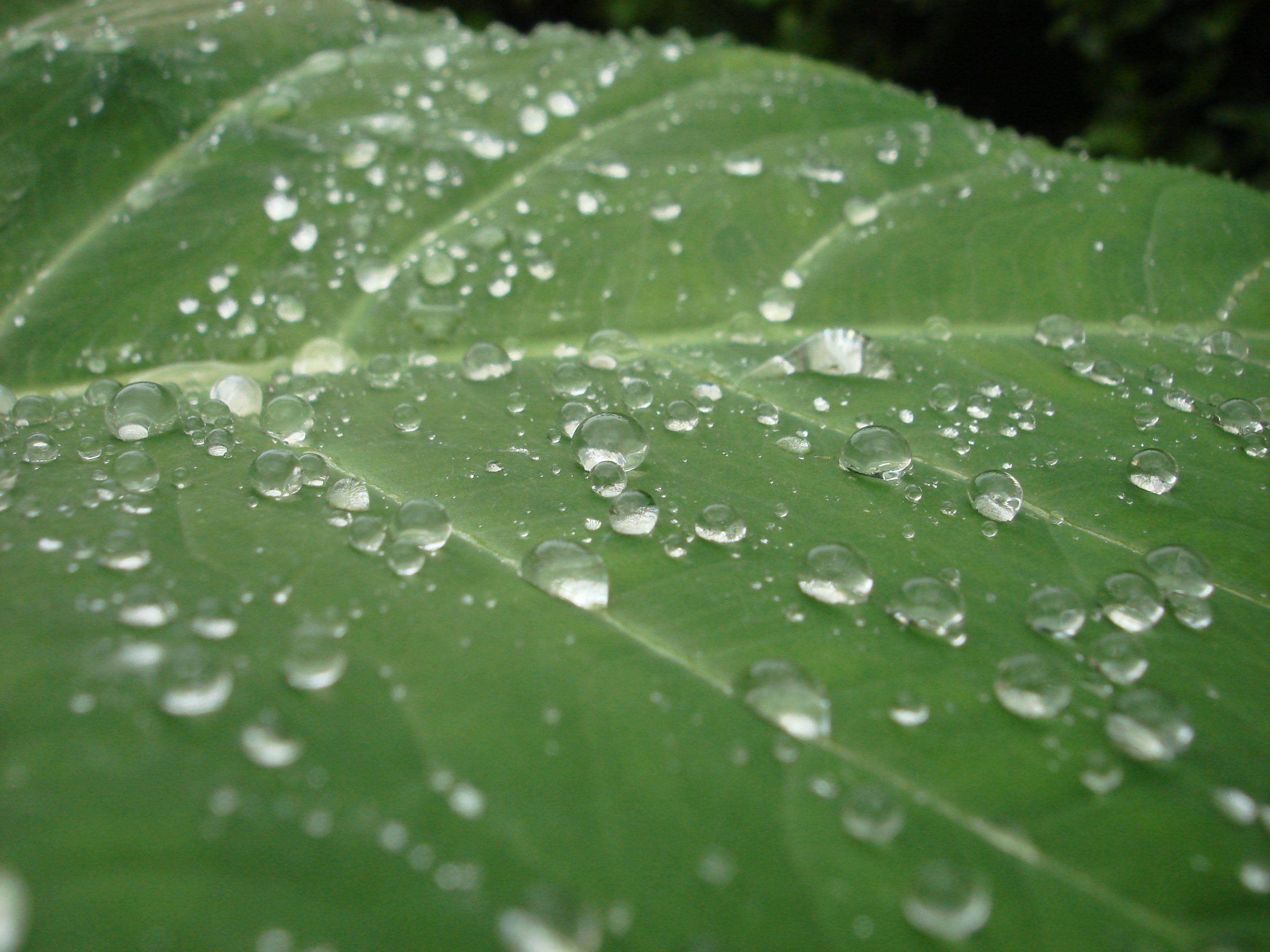 File:Water droplets on leaf.jpg - Wikimedia Commons