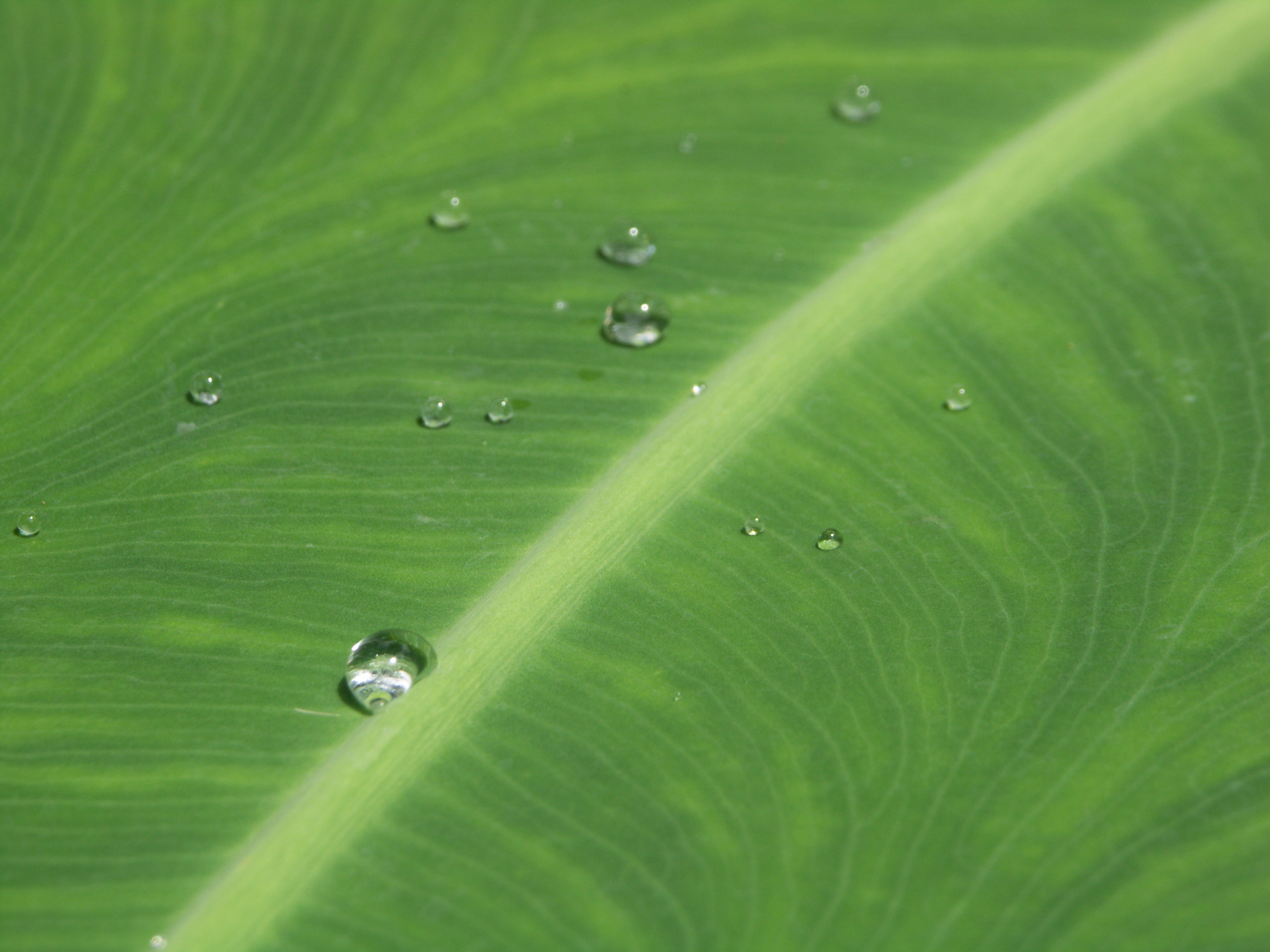 Droplets on leaf photo