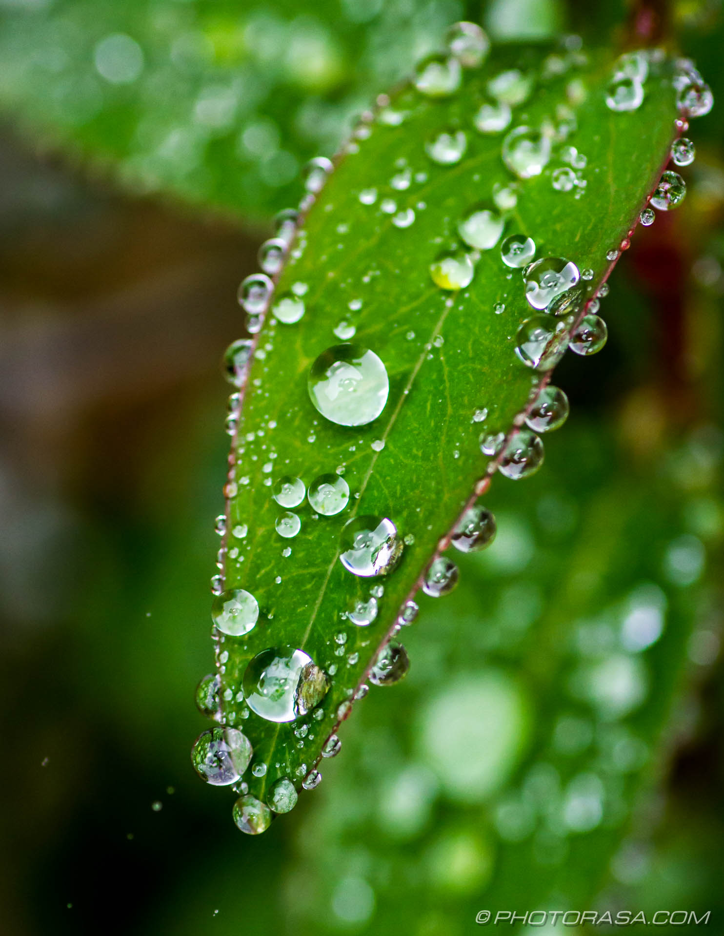 tiny water droplets on small leaf - Photorasa Free HD Photos