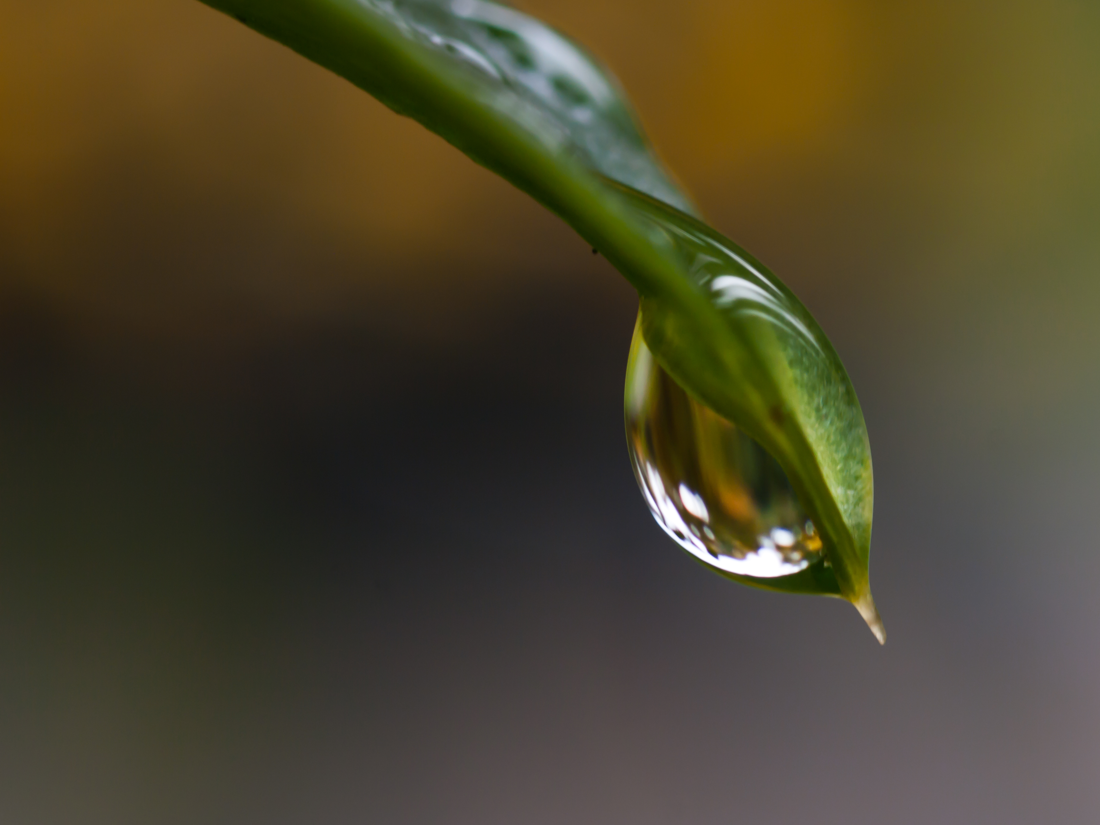 File:Water Droplet On Leaf.jpg - Wikimedia Commons