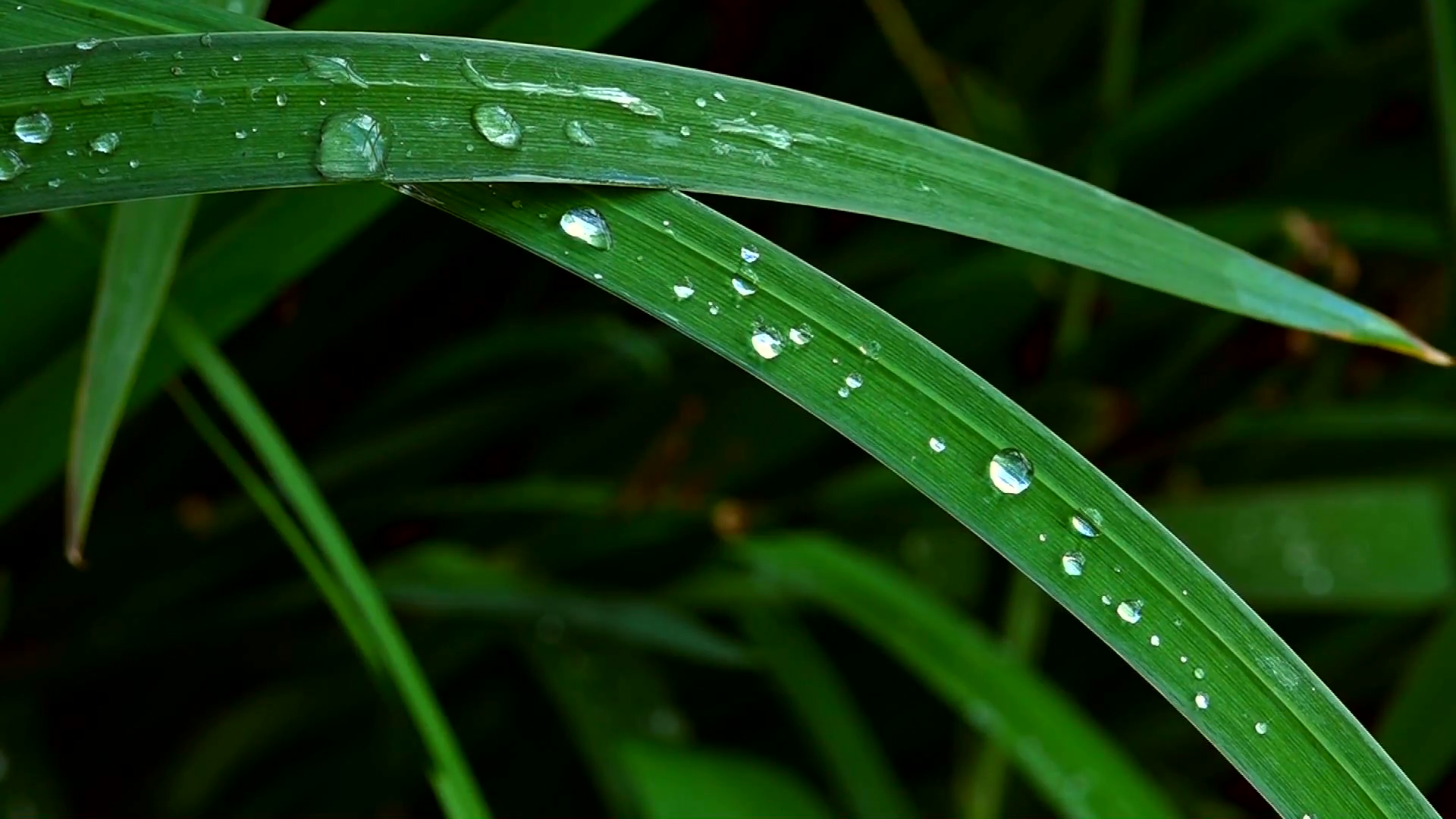 Water droplets on green leaf Stock Video Footage - VideoBlocks
