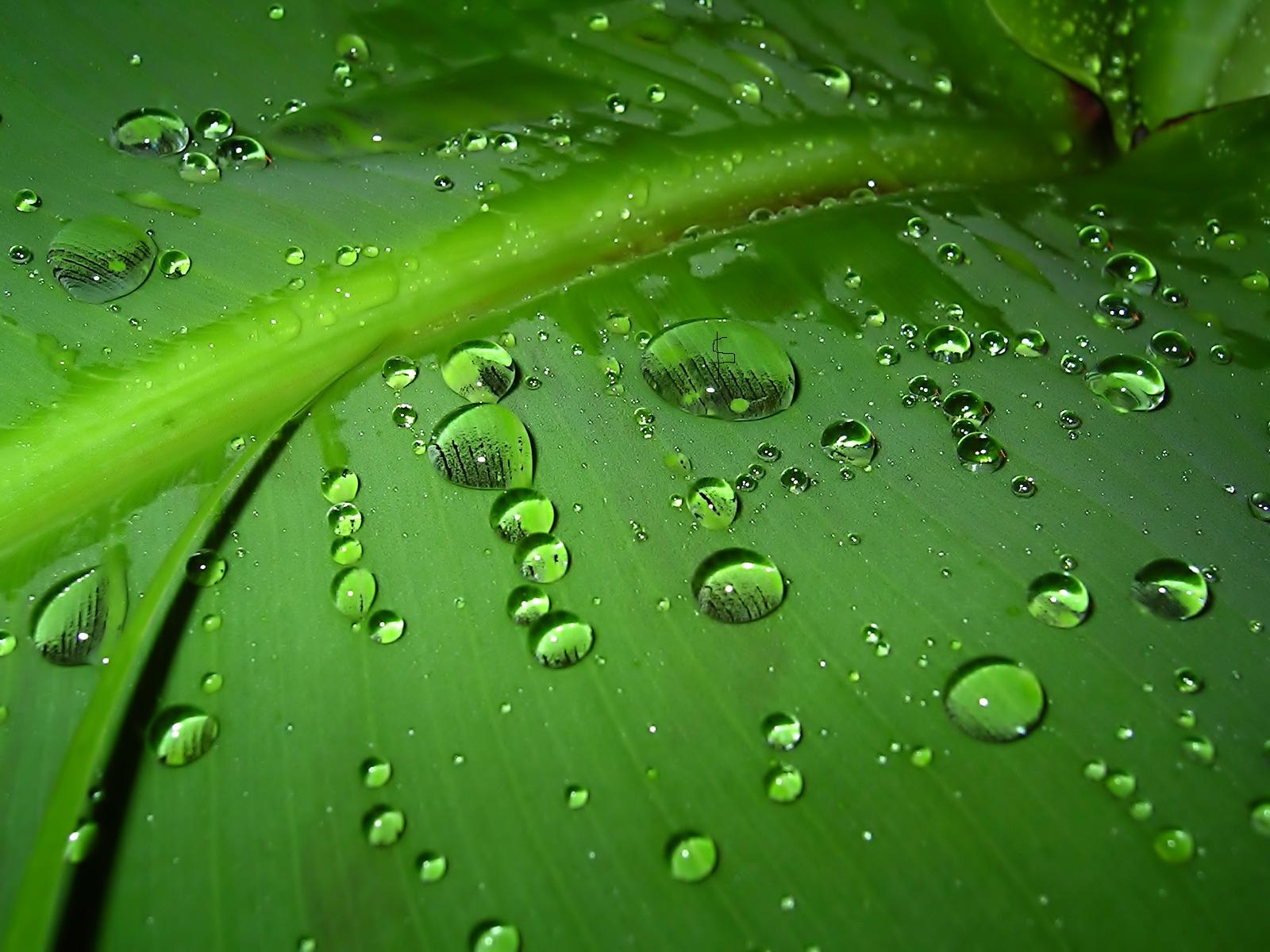 Water Droplets On Leaves HD Wallpaper | Nature Wallpapers