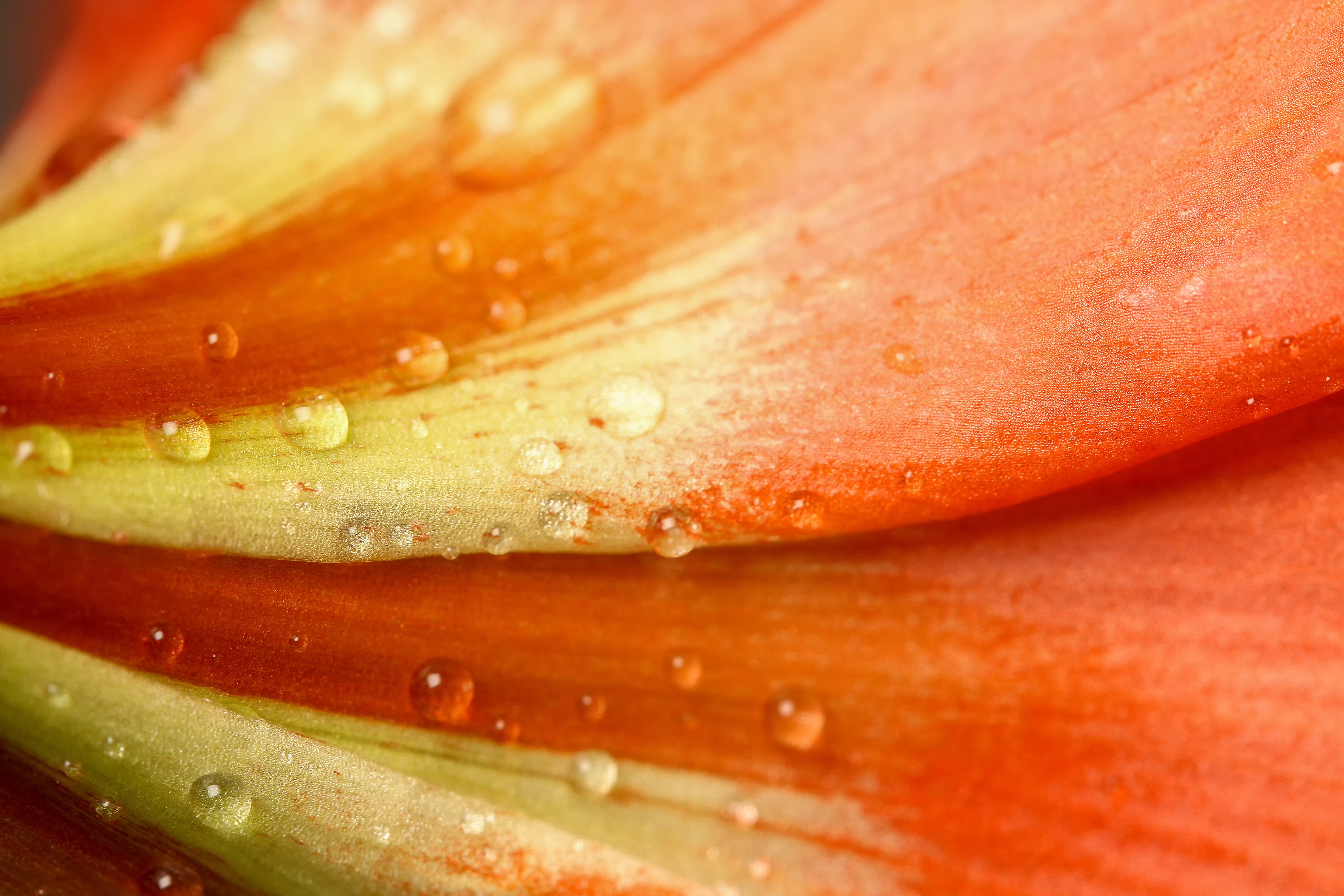 Droplets on the flower photo