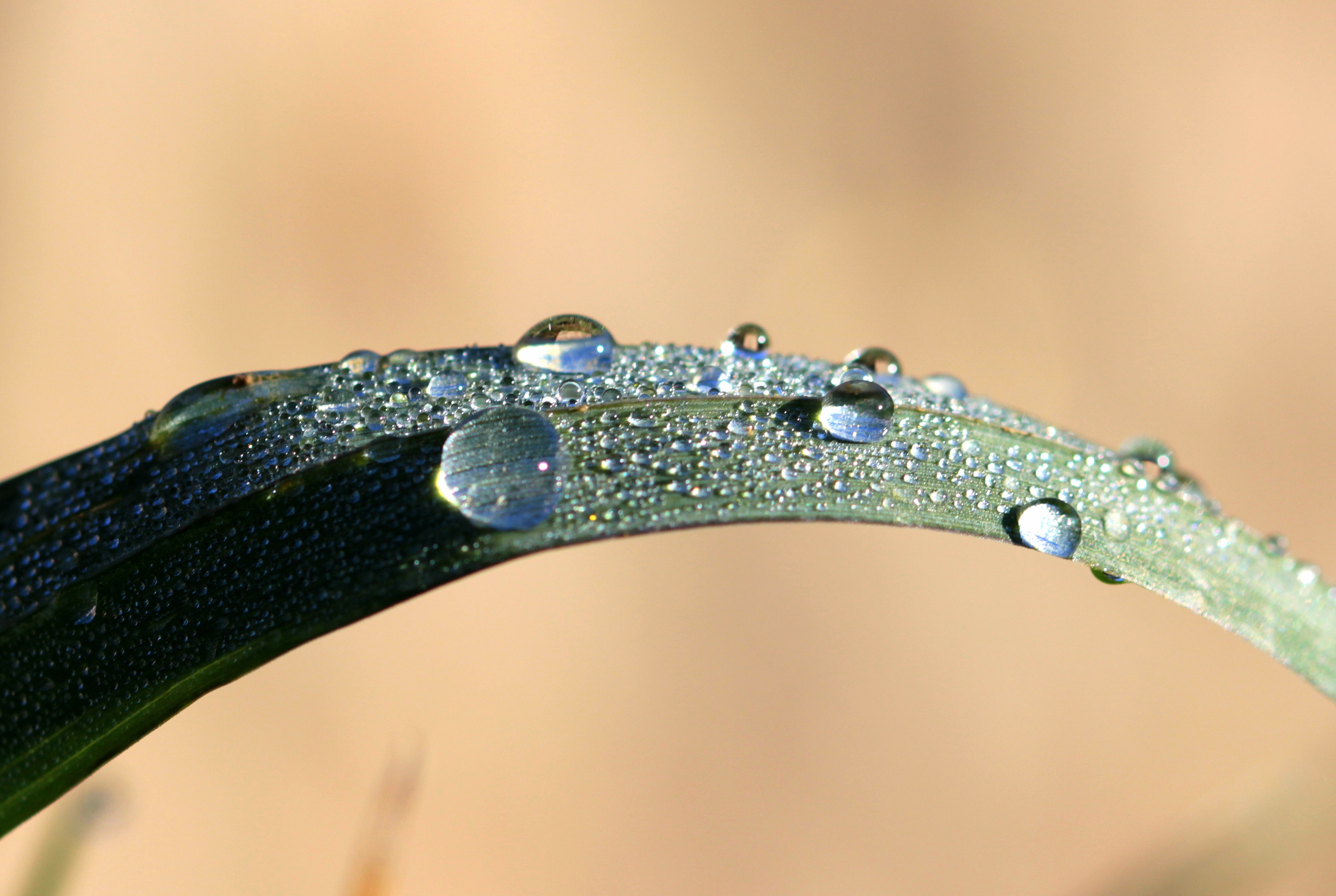 Droplets on the grass photo