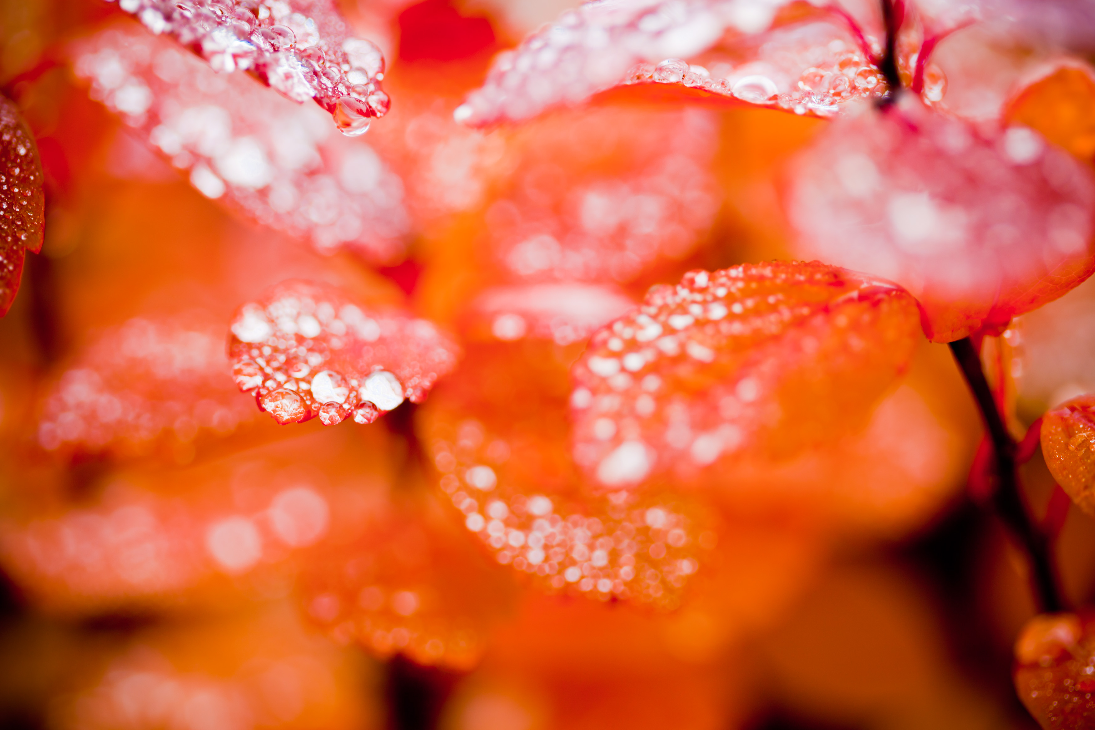 Drops of water on autumn leaves photo