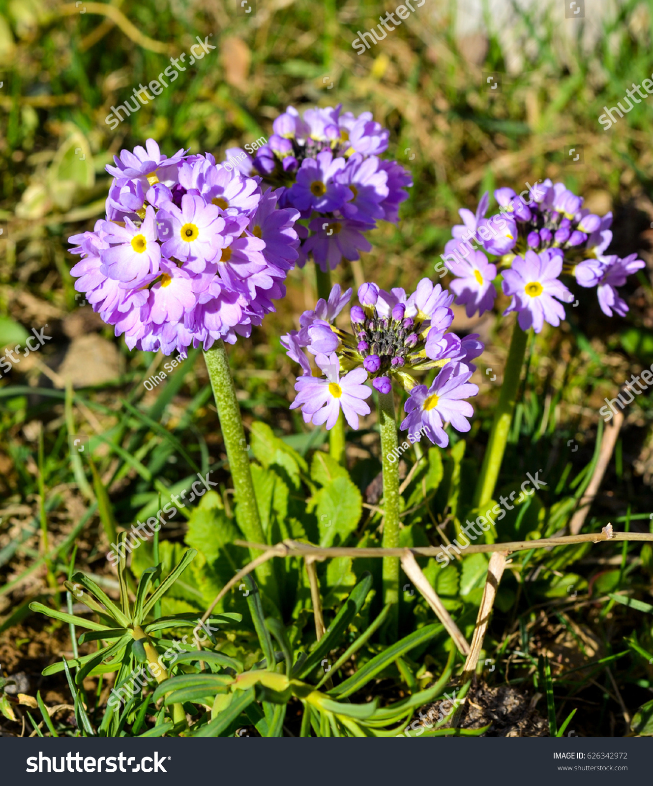 Purple Flowers Primula Denticulata Drumstick Primrose Stock Photo ...