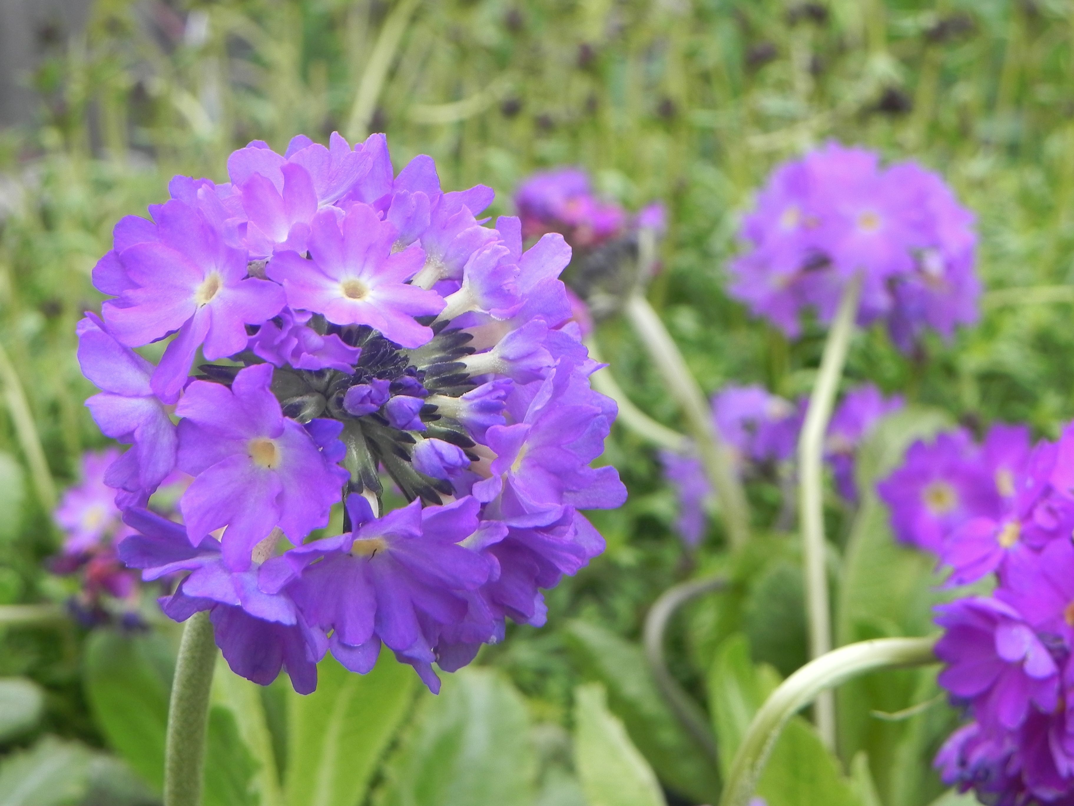 Perennial drumstick primrose | Spring blooms for Sitka | Pinterest ...