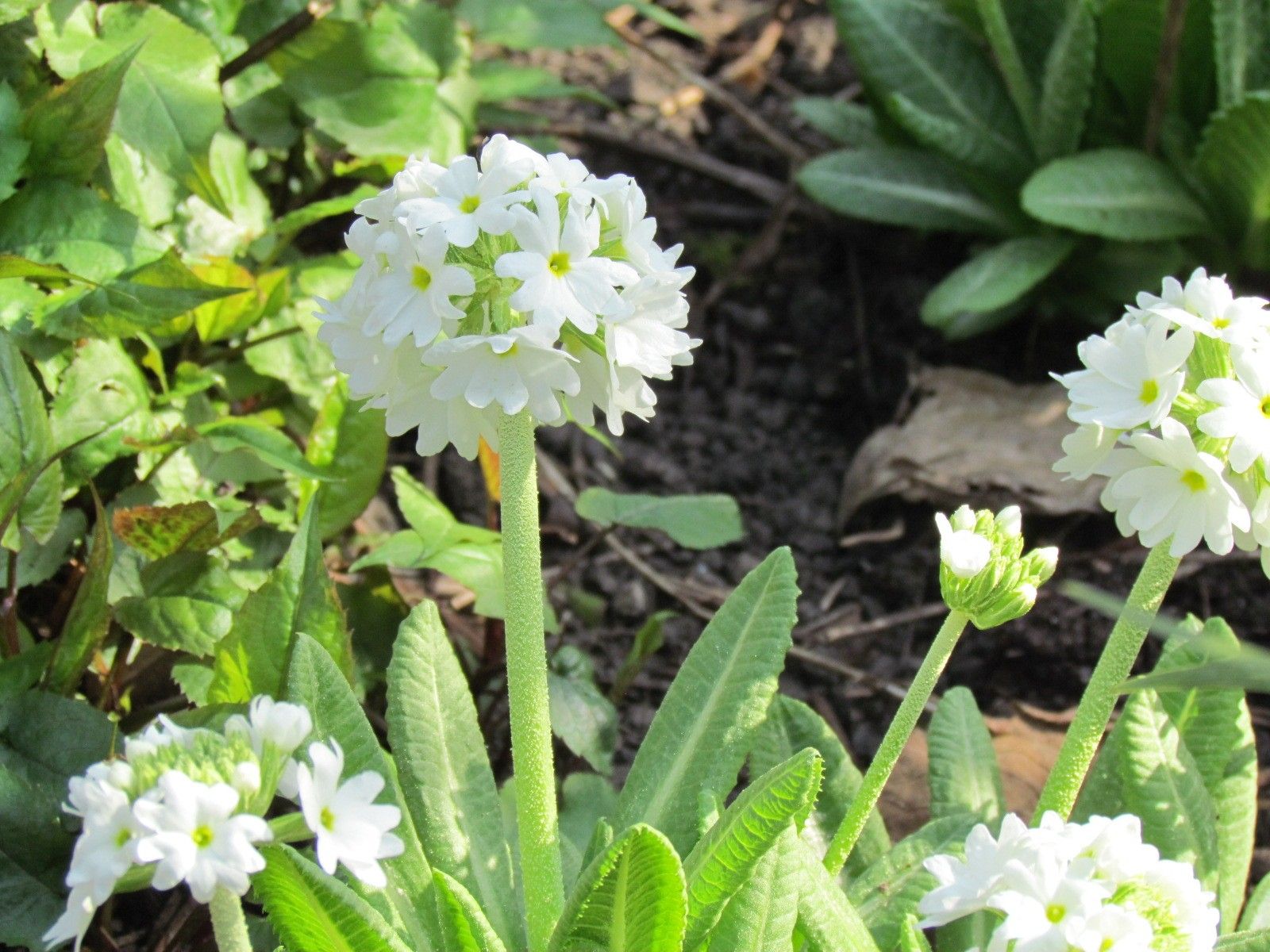 White. Primula Denticulata are distinctive with their ball shape ...