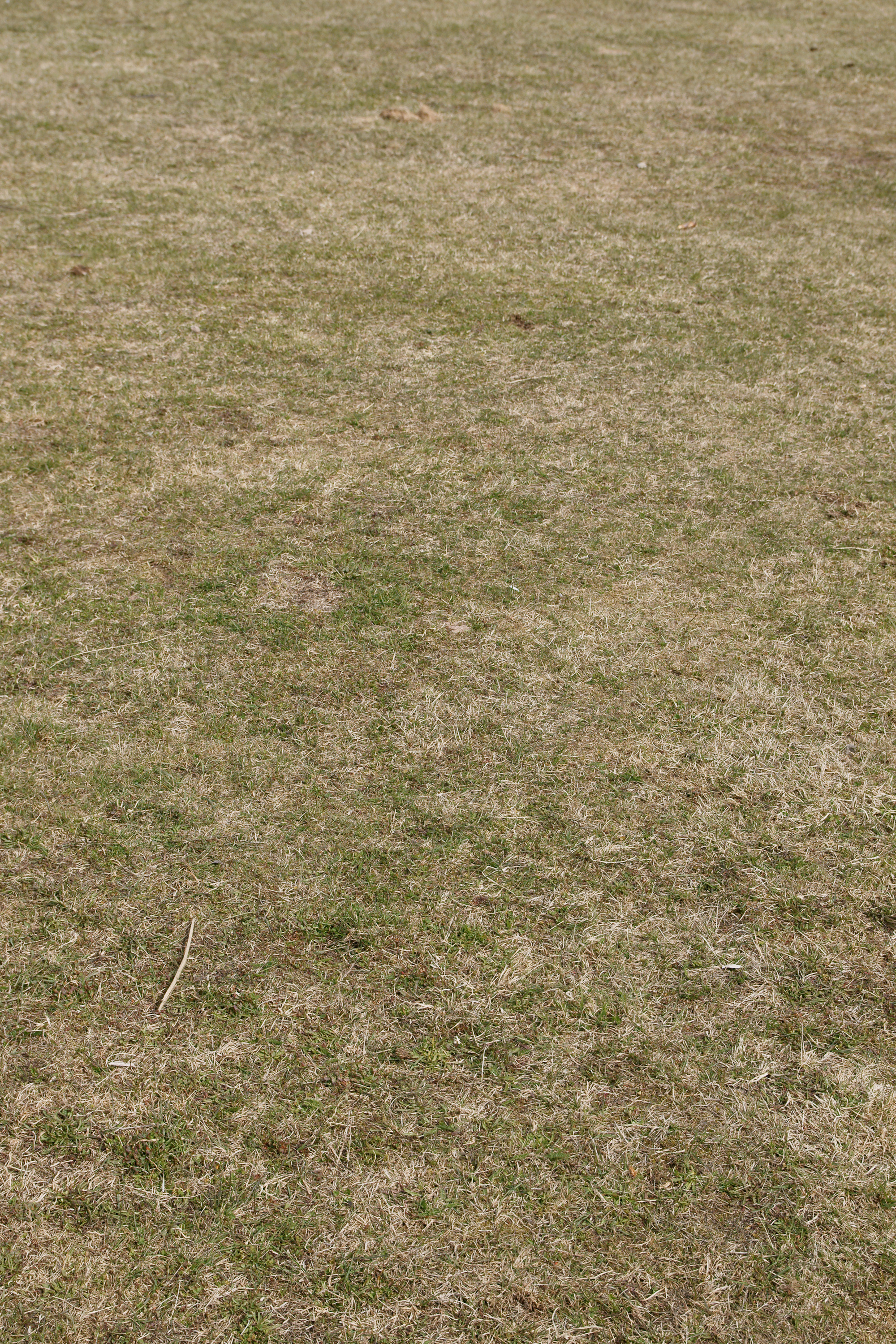 File:Dry lawn.jpg - Wikimedia Commons