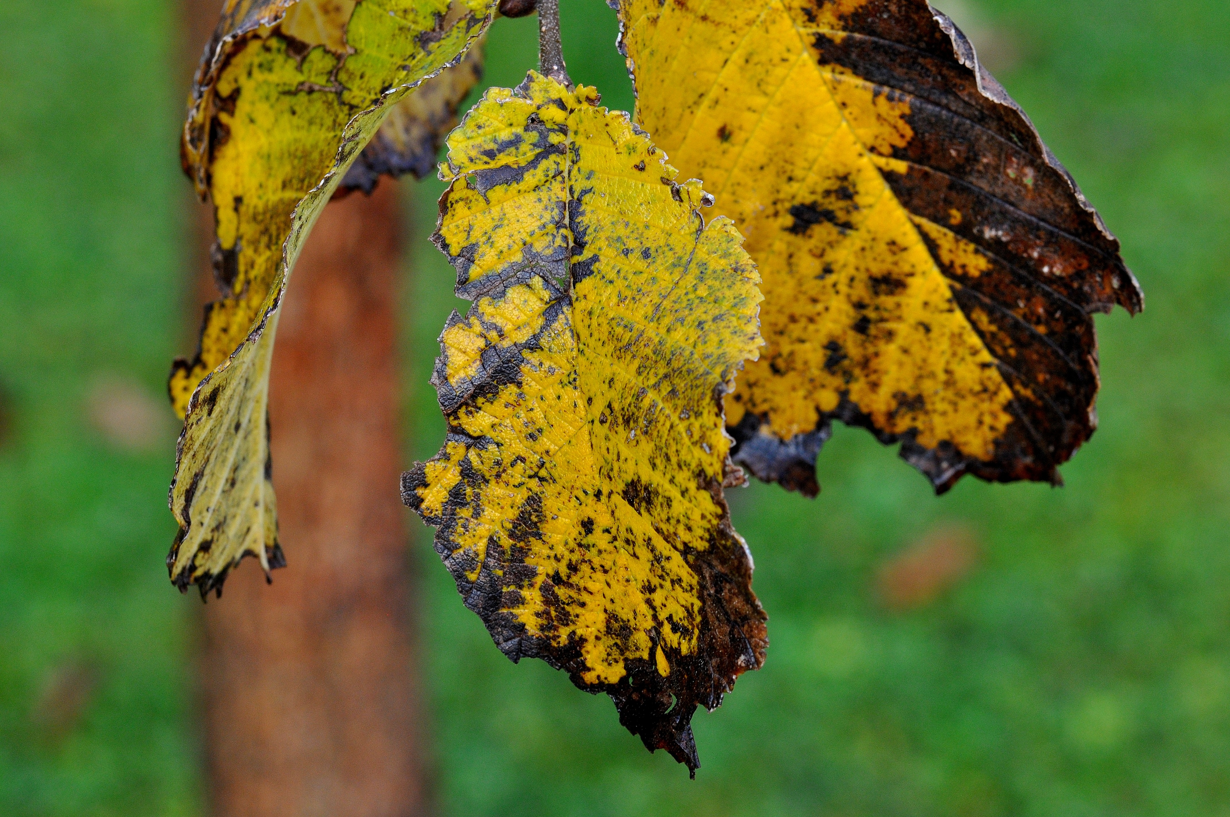 Dry, Autumn, Leaf, Leave, Season, HQ Photo