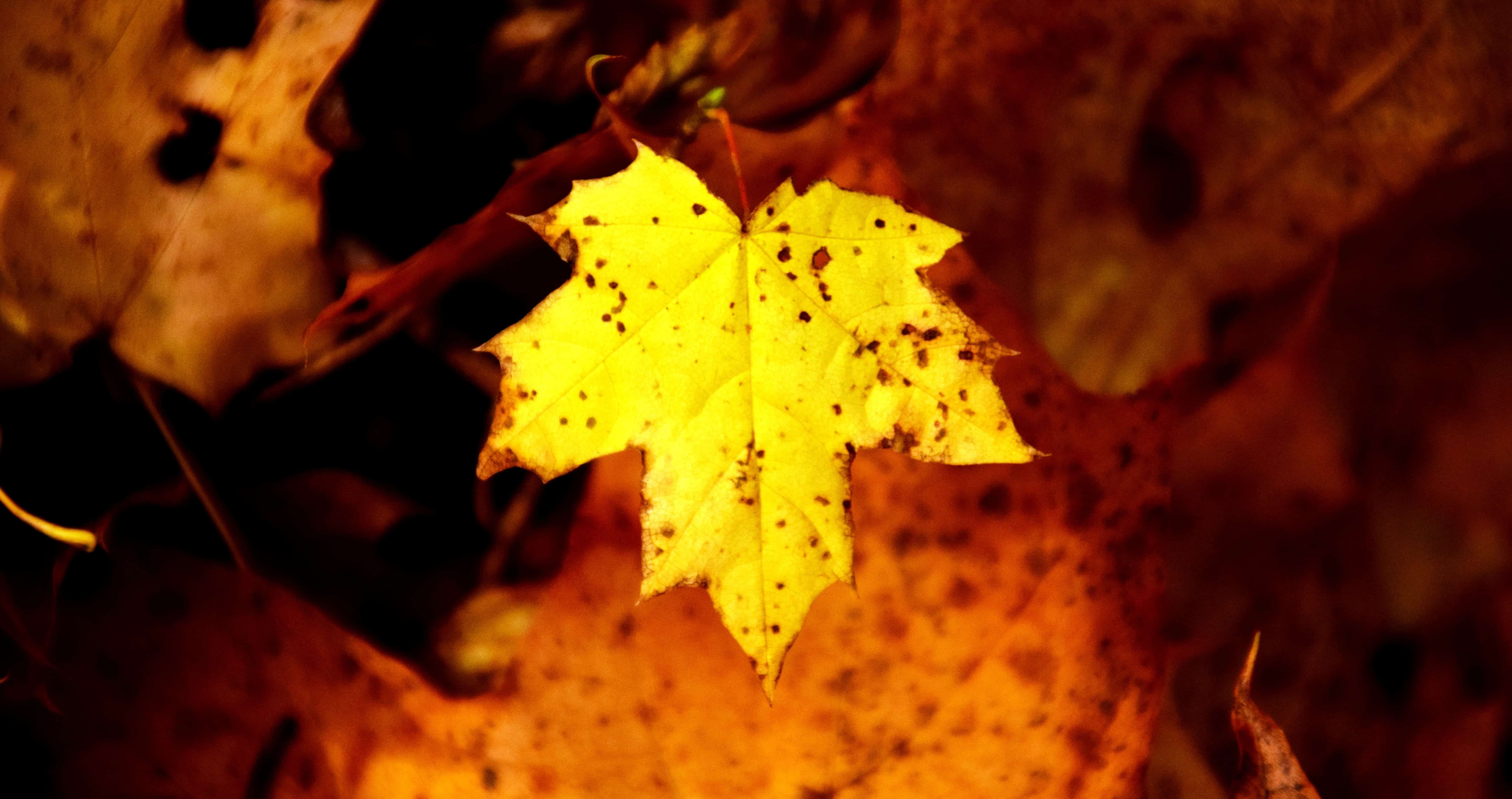 Free picture: dry leaf, autumn, foliage, brown leaf, forest, plant ...