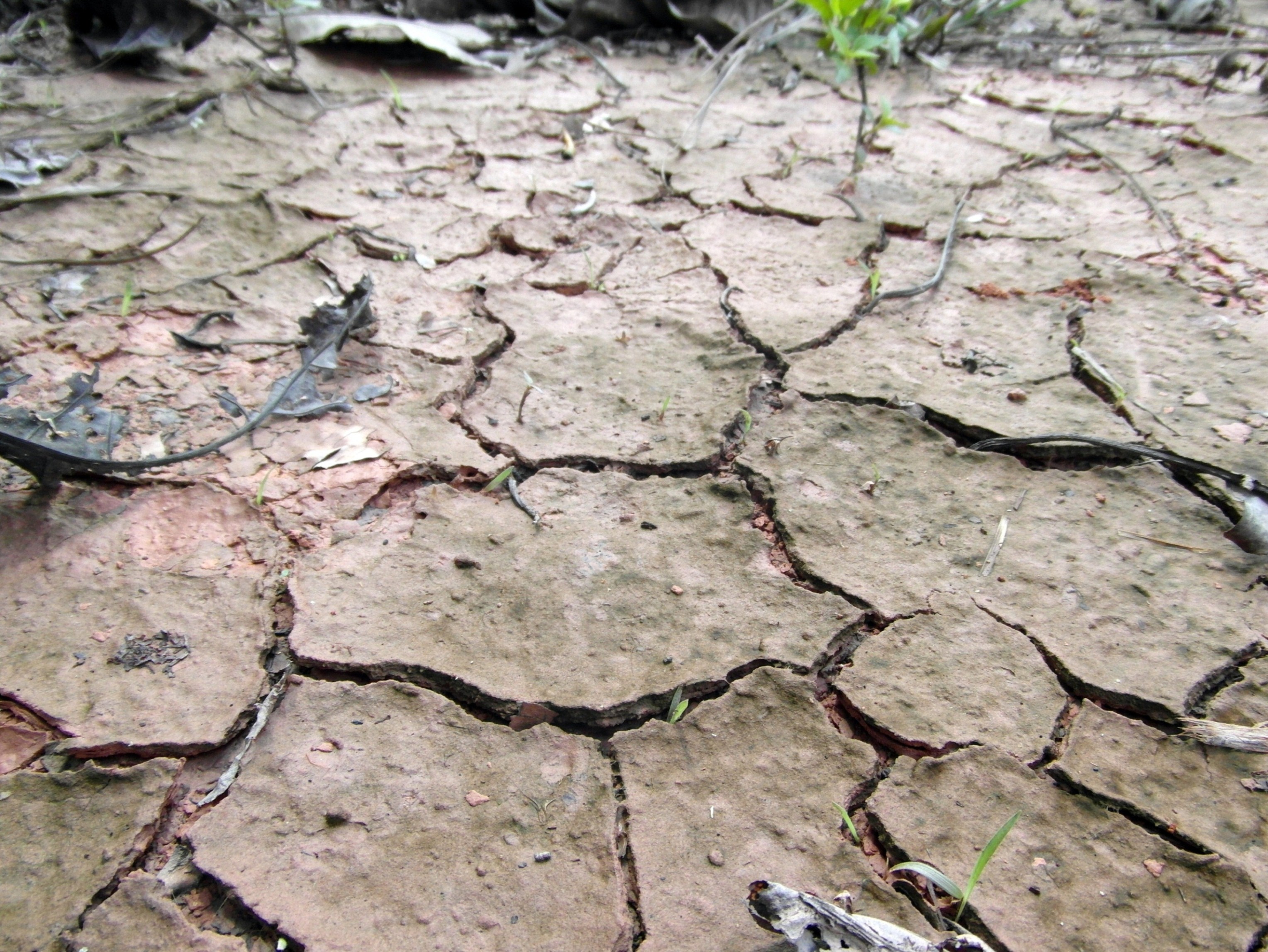 Dry Cracked Earth, Arid, Famine, Surface, Shoots, HQ Photo