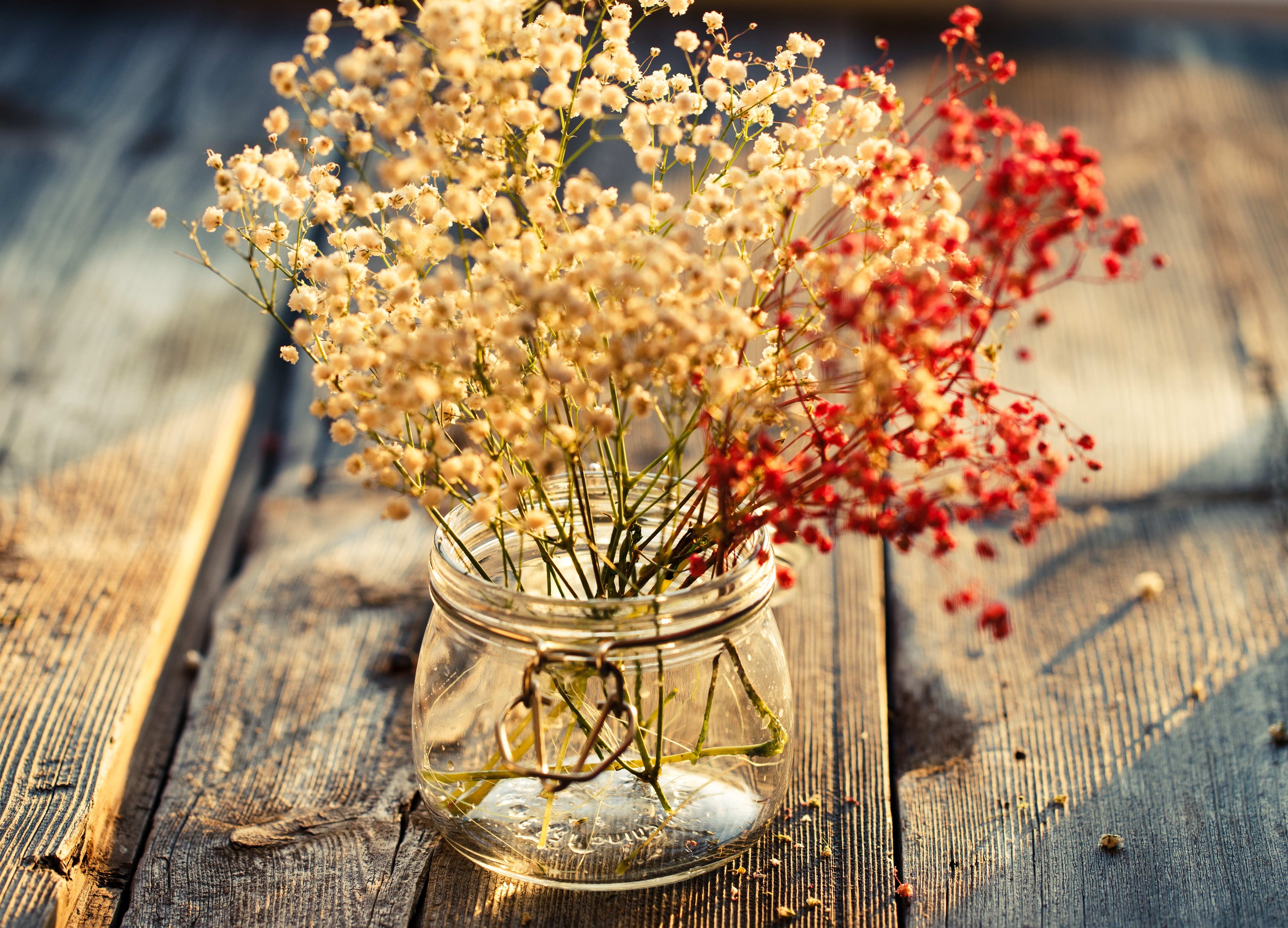 Dry flowers in jar / 5000 x 3600 / Other / Photography | MIRIADNA.COM