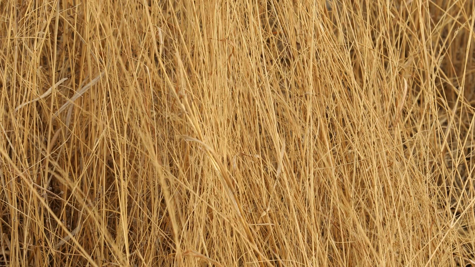 Dry Grass Texture Macro shot Stock Video Footage - Videoblocks
