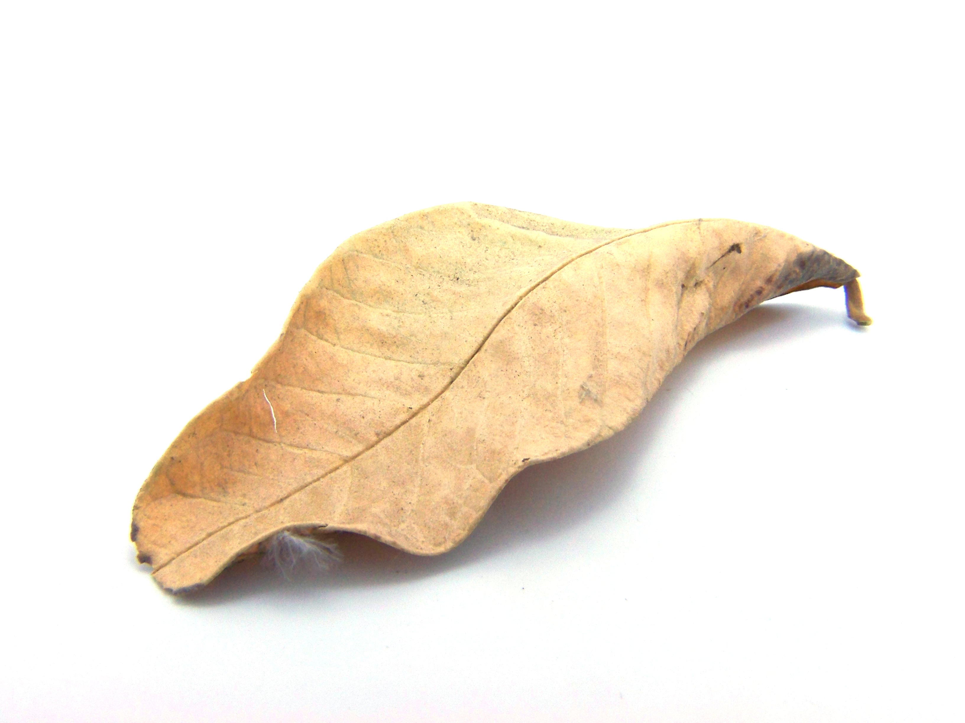 Dry leaf photo