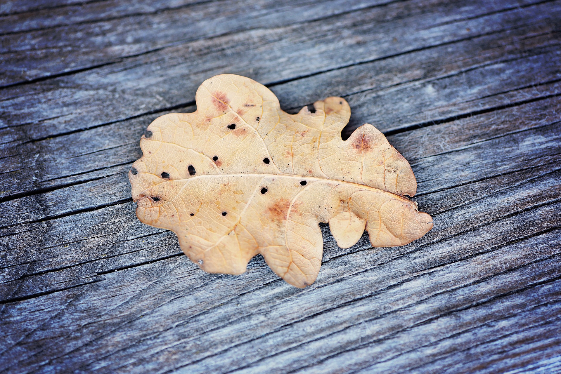 Dry leaf photo