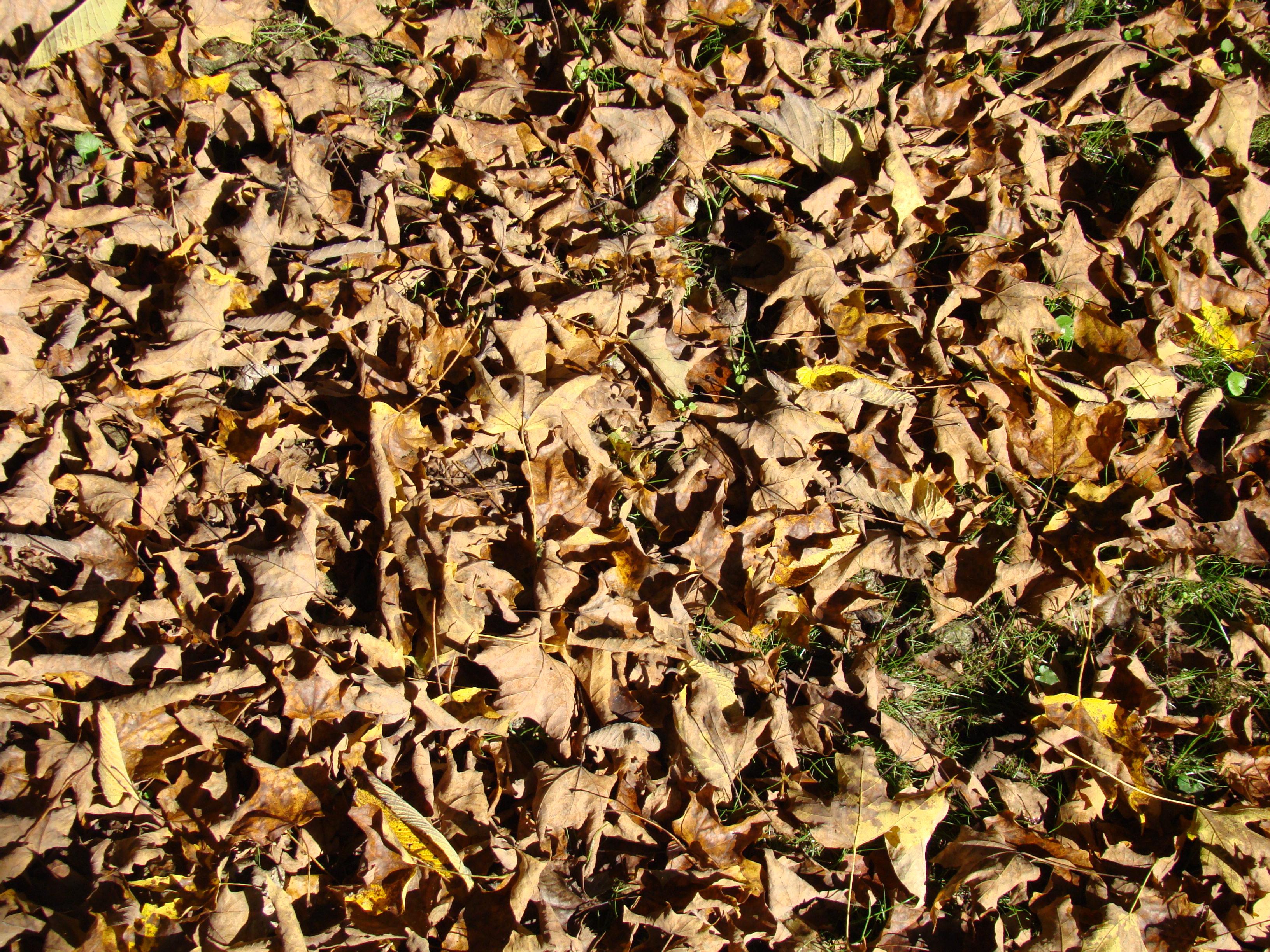 Dry leafs photo