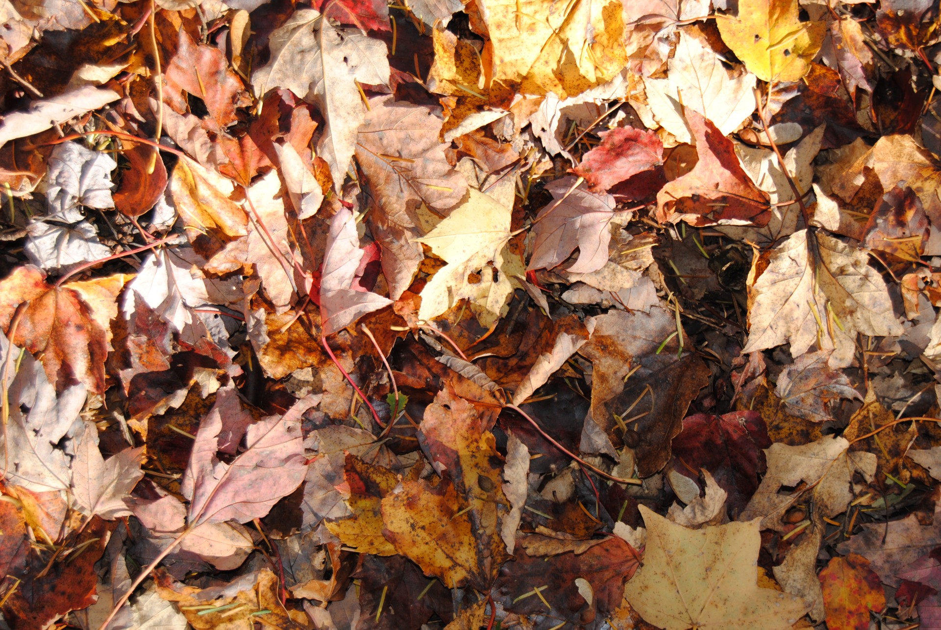 Autumn Dry Leaves Free Stock Photo - Public Domain Pictures