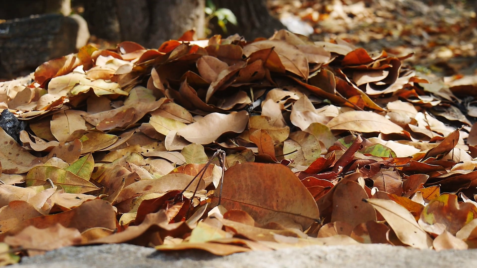 Beautiful pan right of dry leaf in autumn season, leaves fall and ...