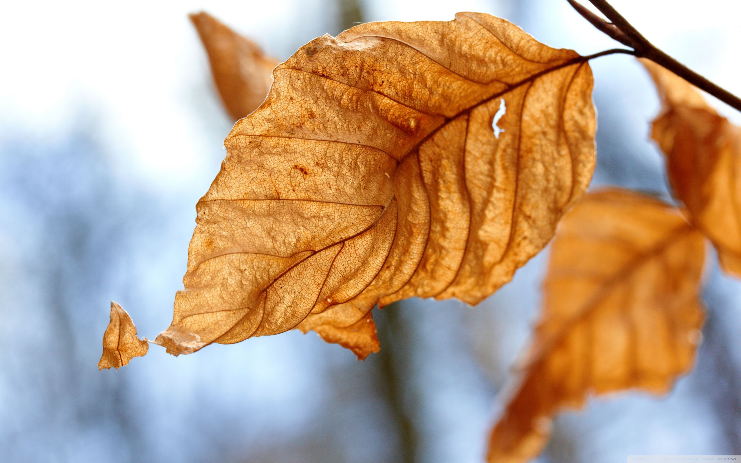 Dry Leaves, Autumn ❤ 4K HD Desktop Wallpaper for 4K Ultra HD TV ...