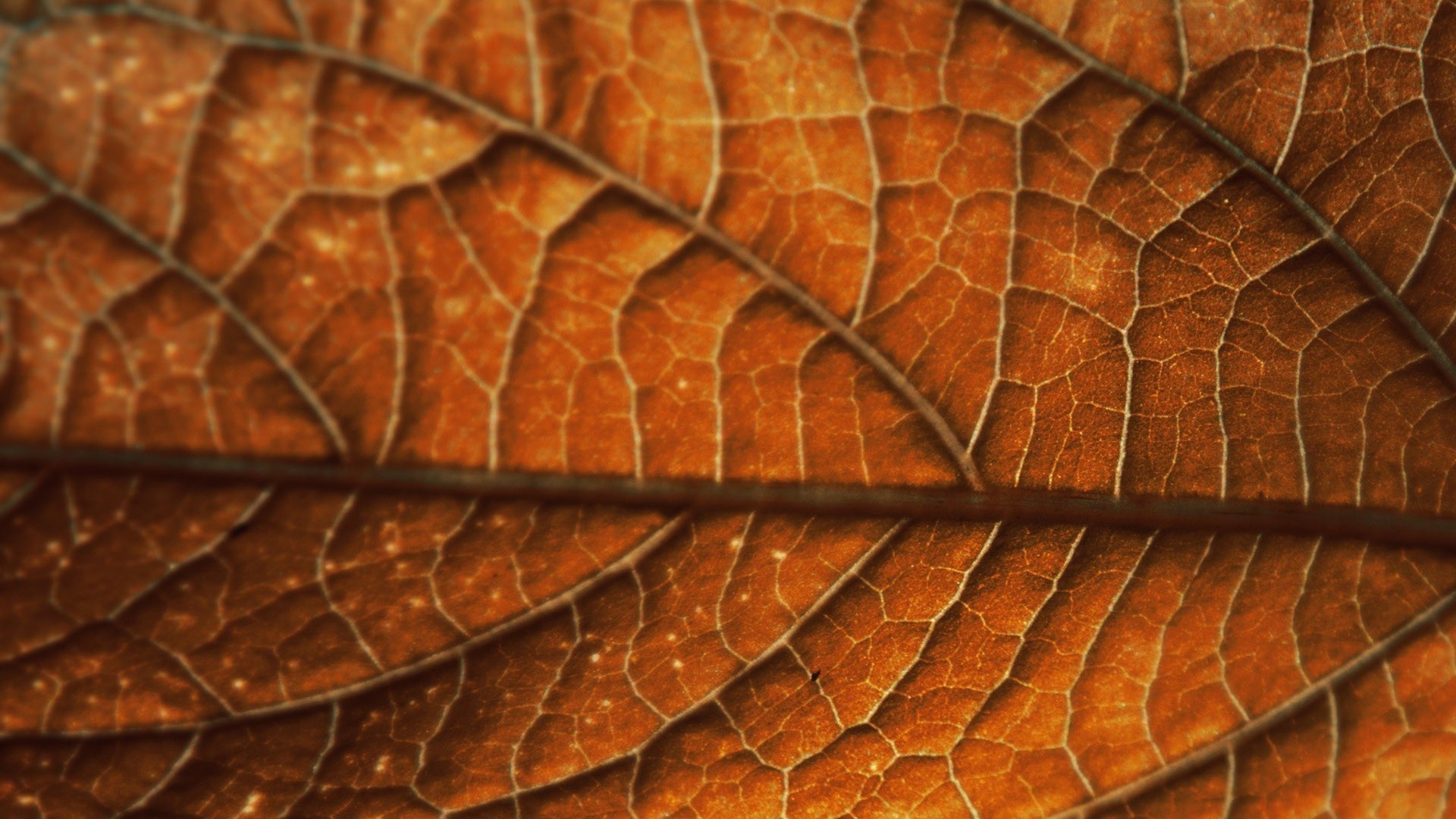 Dry Leaves Wallpaper | (51++ Wallpapers)