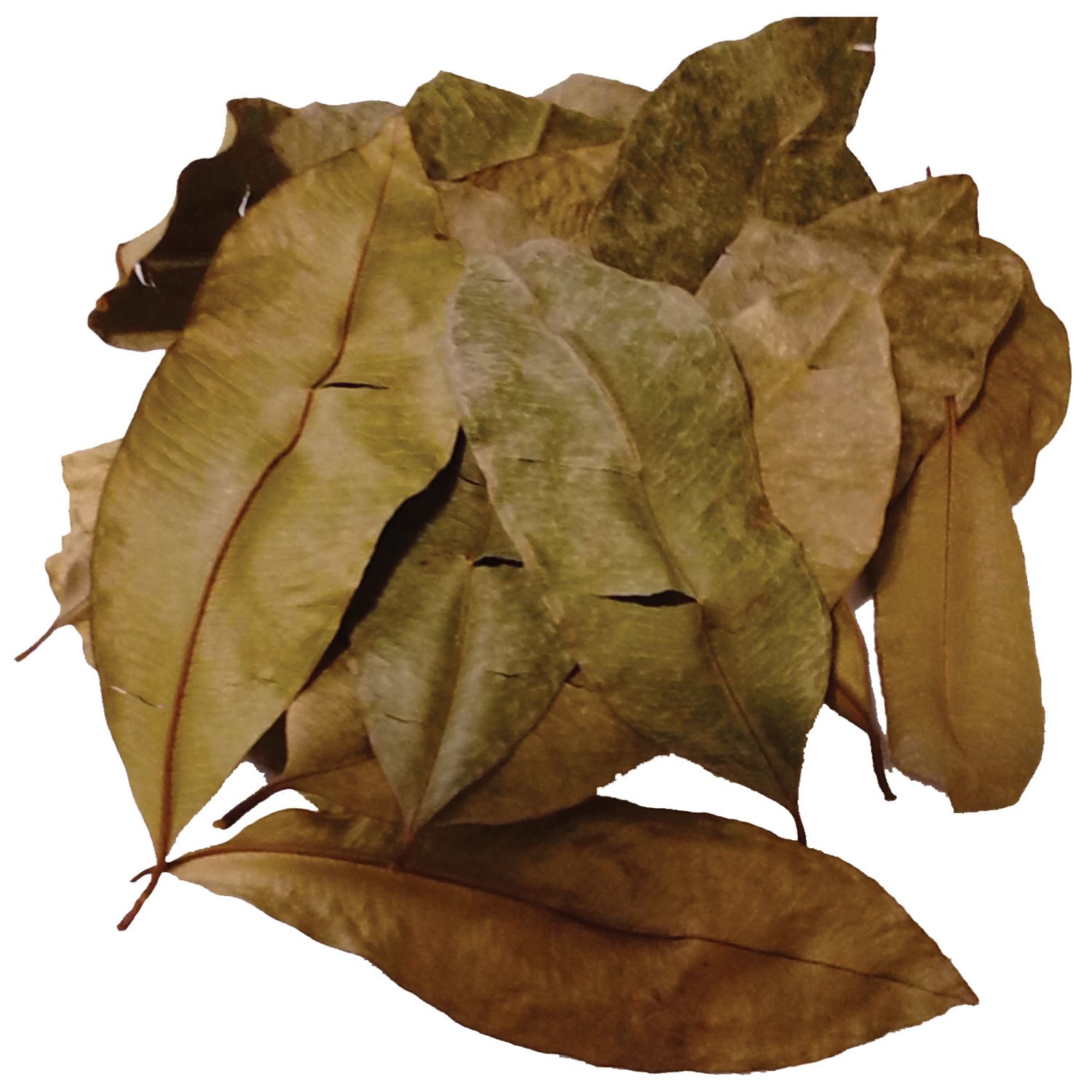 Dry leaves photo