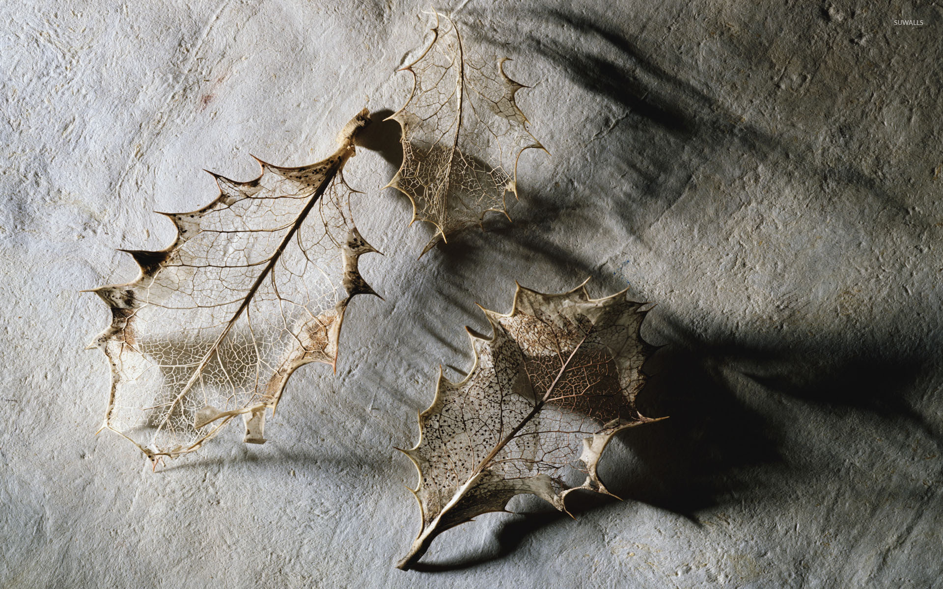 Dry leaves wallpaper - Photography wallpapers - #6669