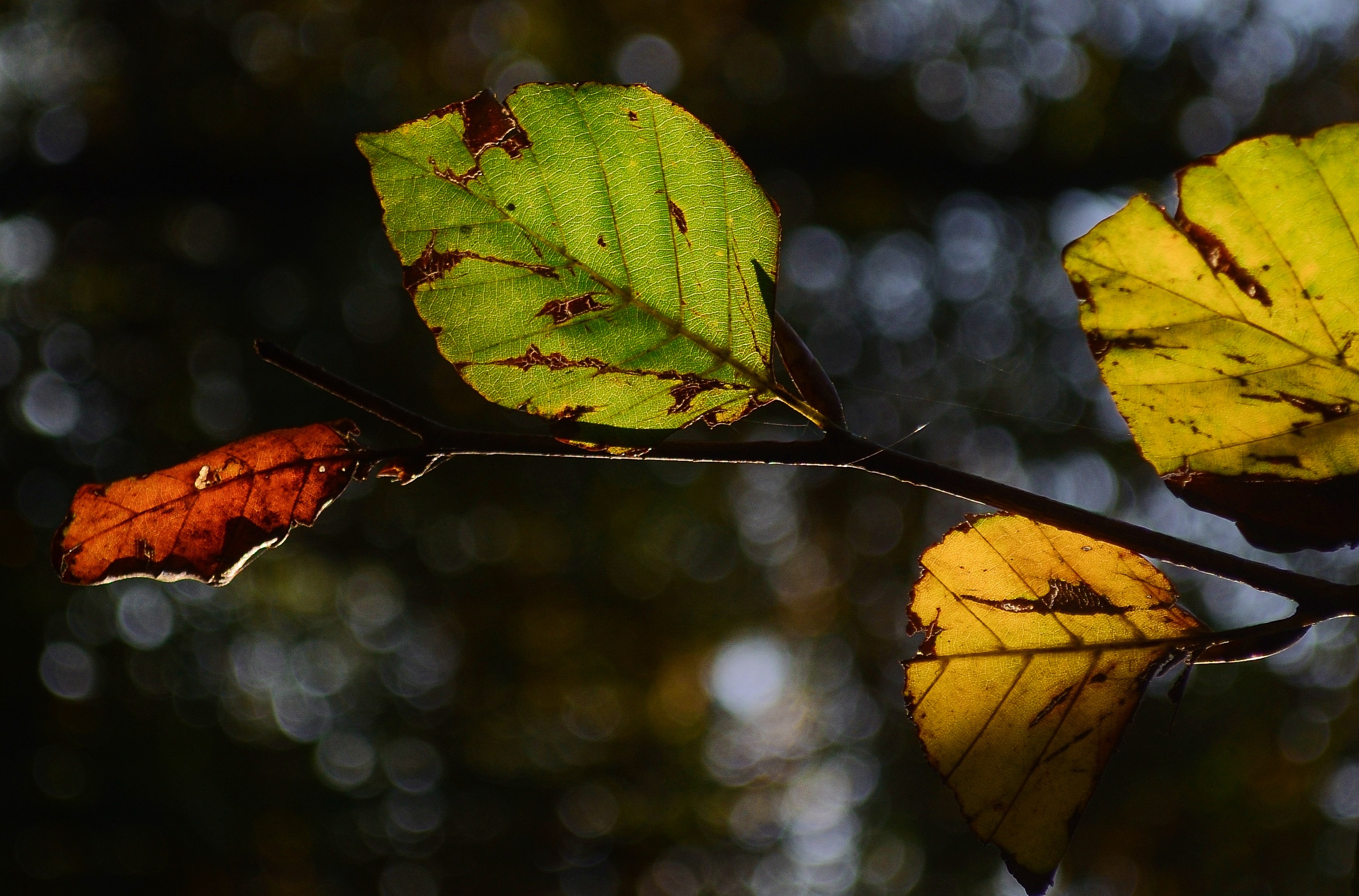 Бук Лесной лист осень