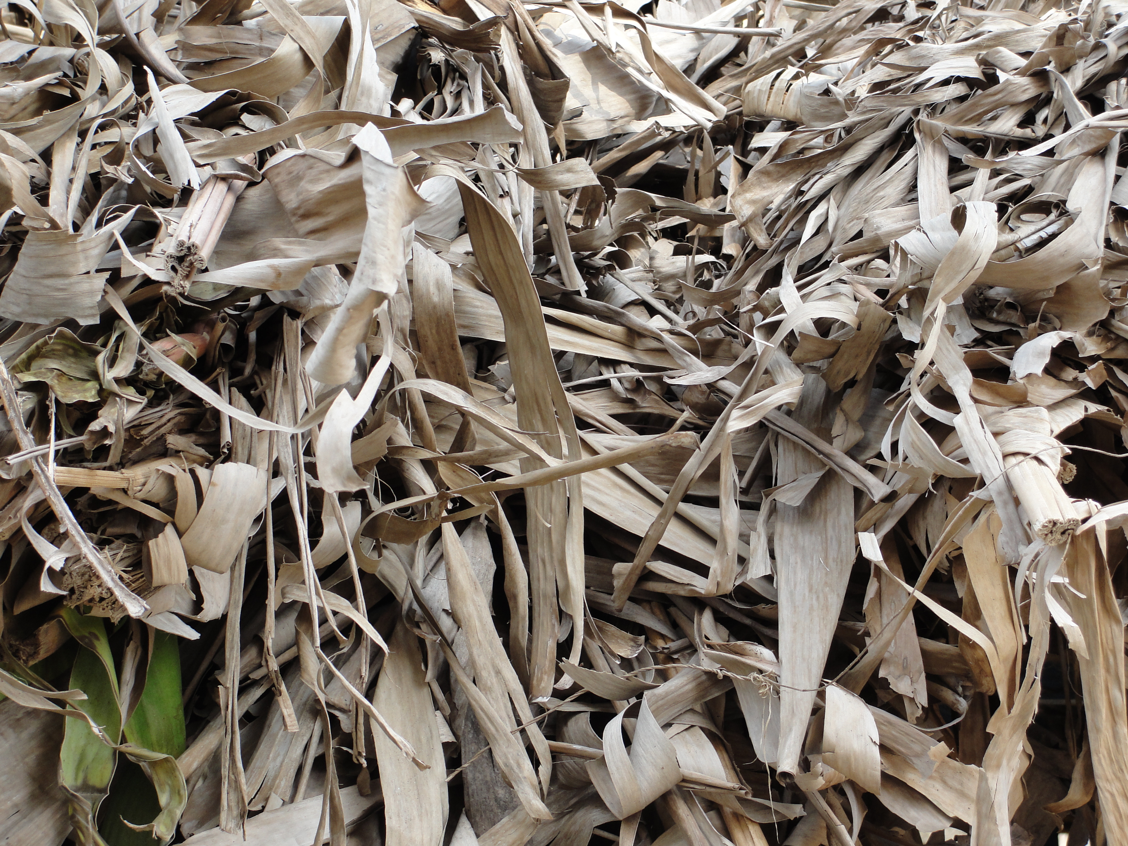 File:A dried leaves of banana.JPG - Wikimedia Commons