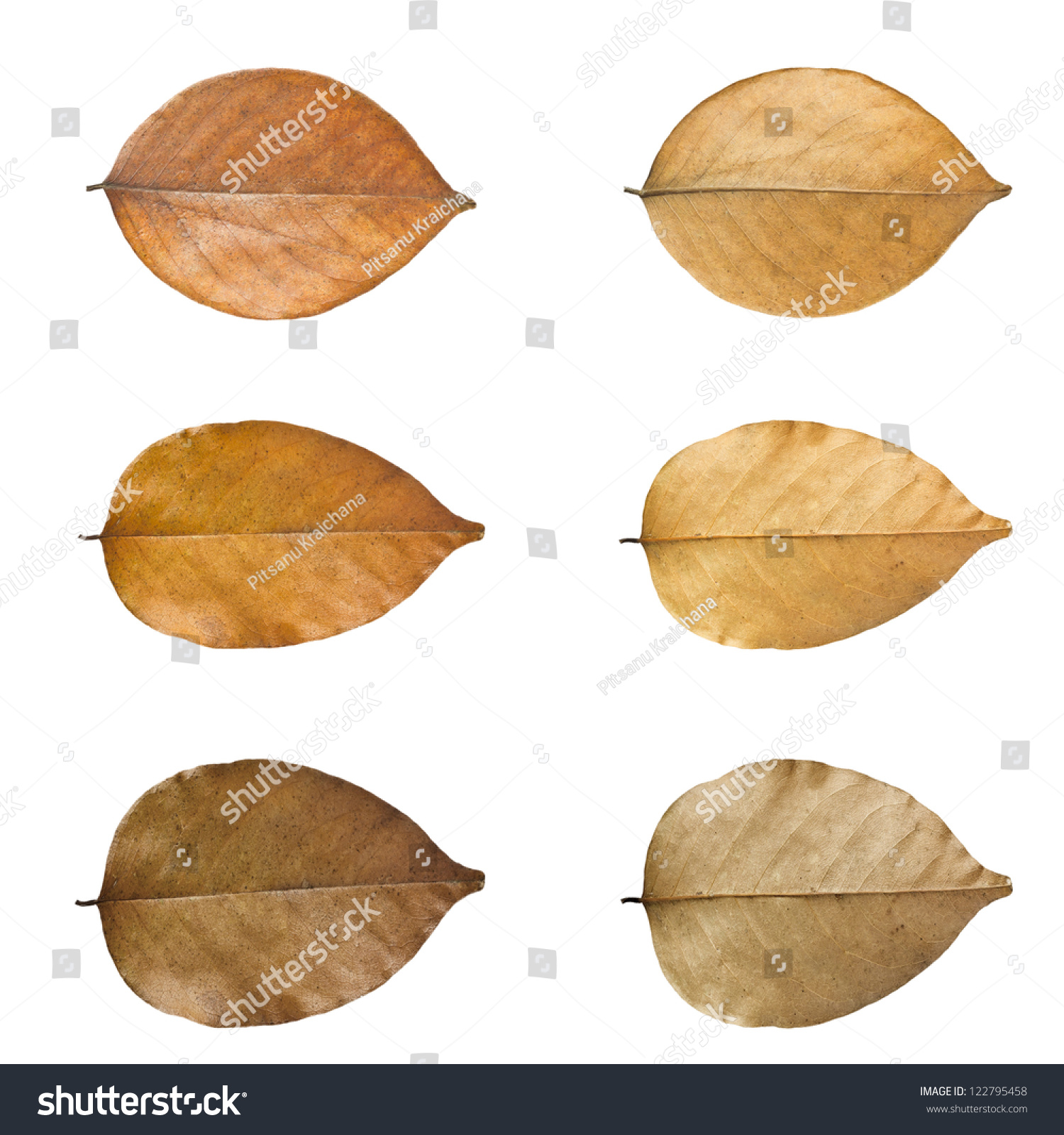 Dry Leaves Set Isolated On White Stock Illustration 122795458 ...
