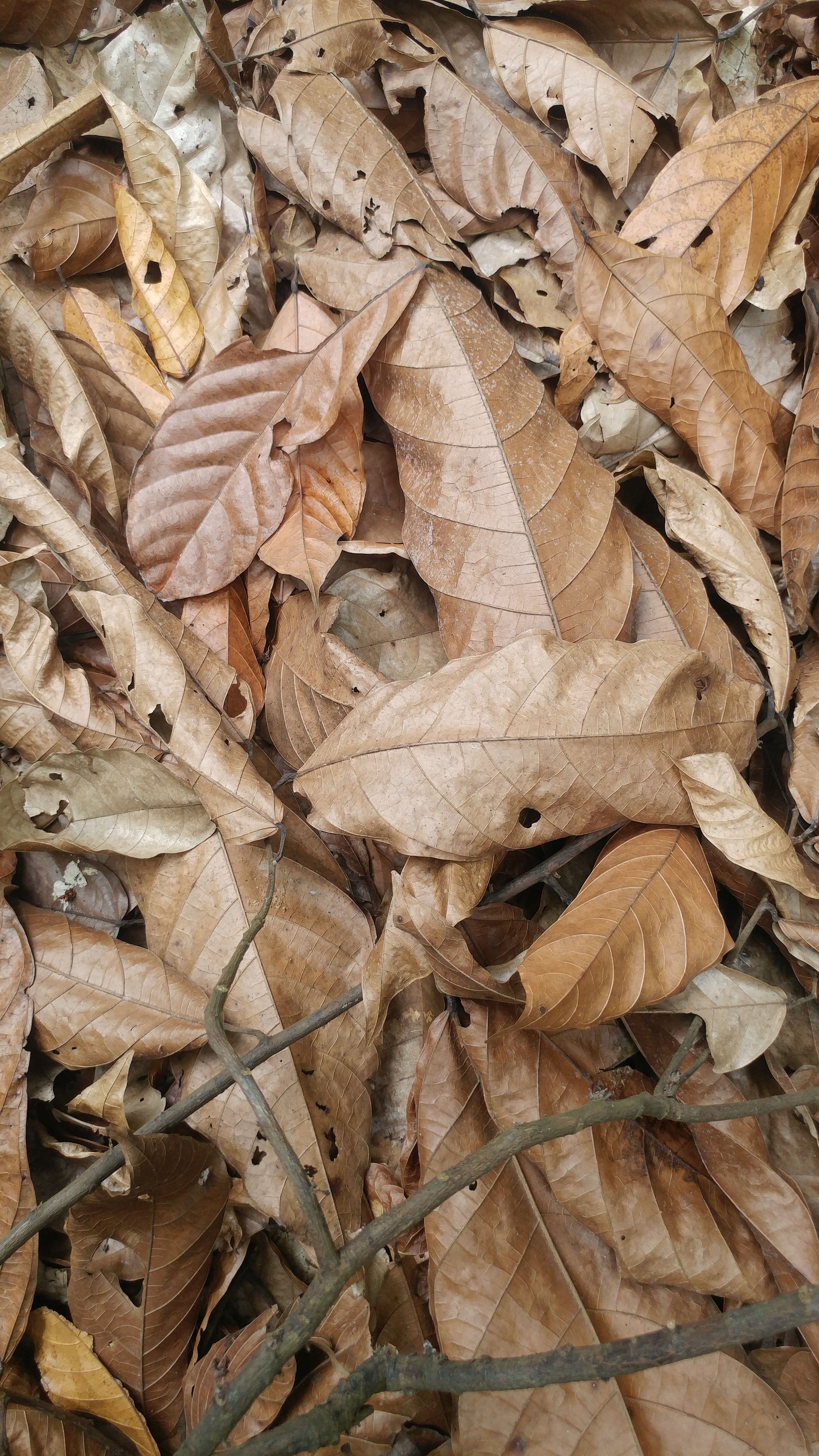ClourChallenge.....Saturday brown dry leaves — Steemit