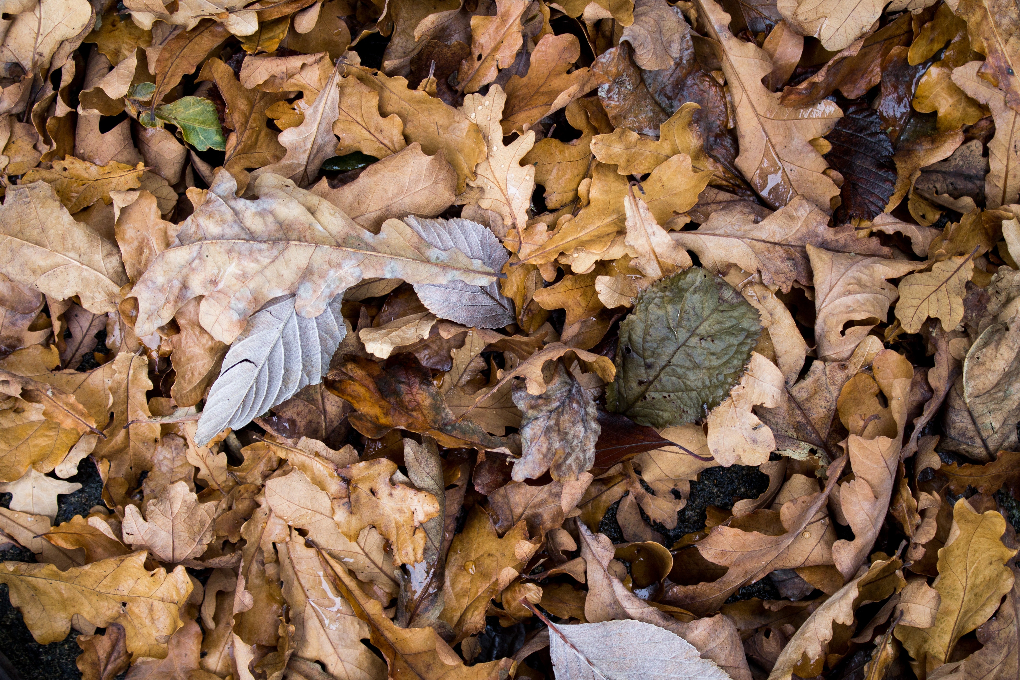 Free stock photo of autumn, brown, dry