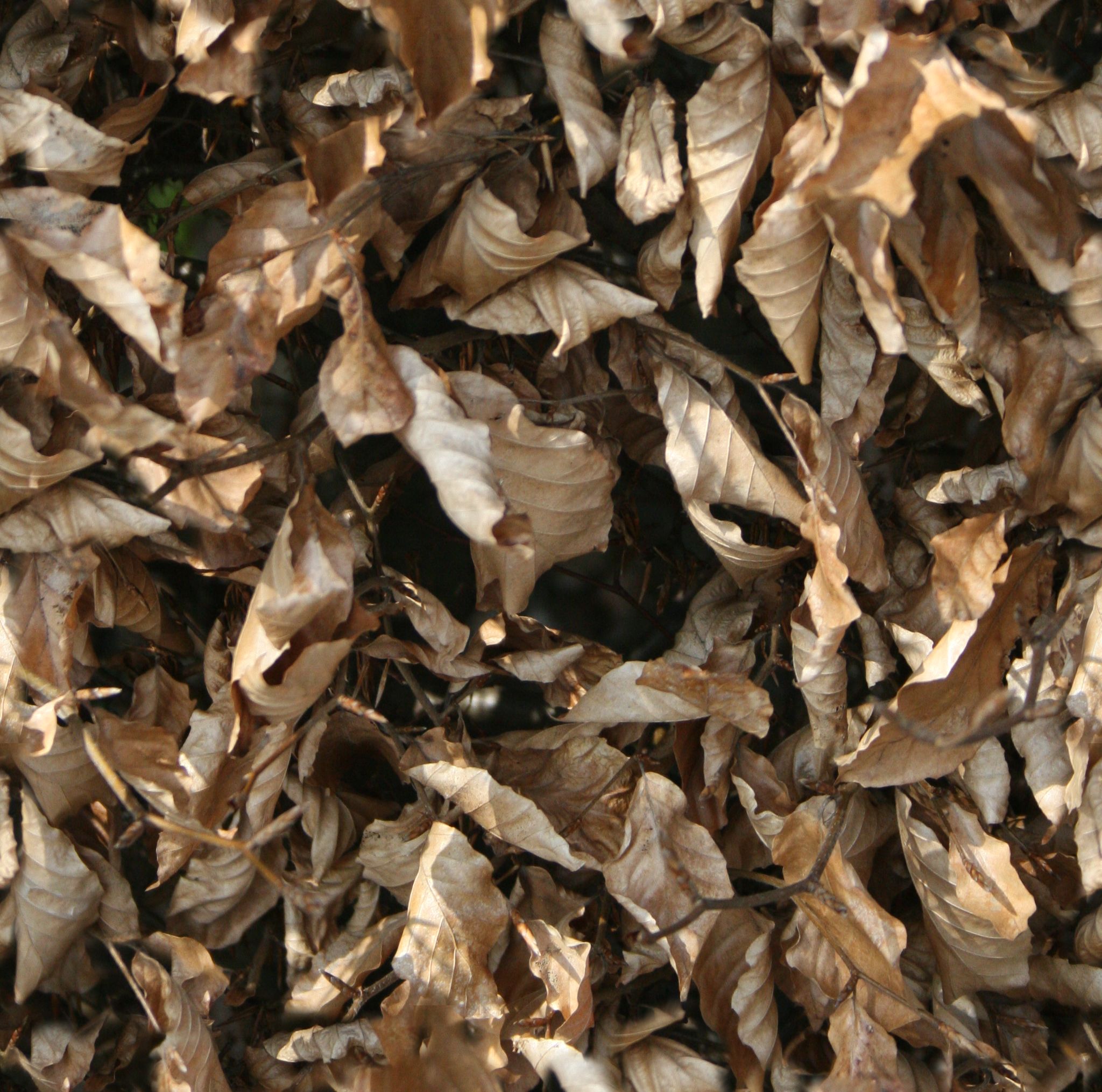Dry Leaves - Seamless Texture with Normalmap | OpenGameArt.org