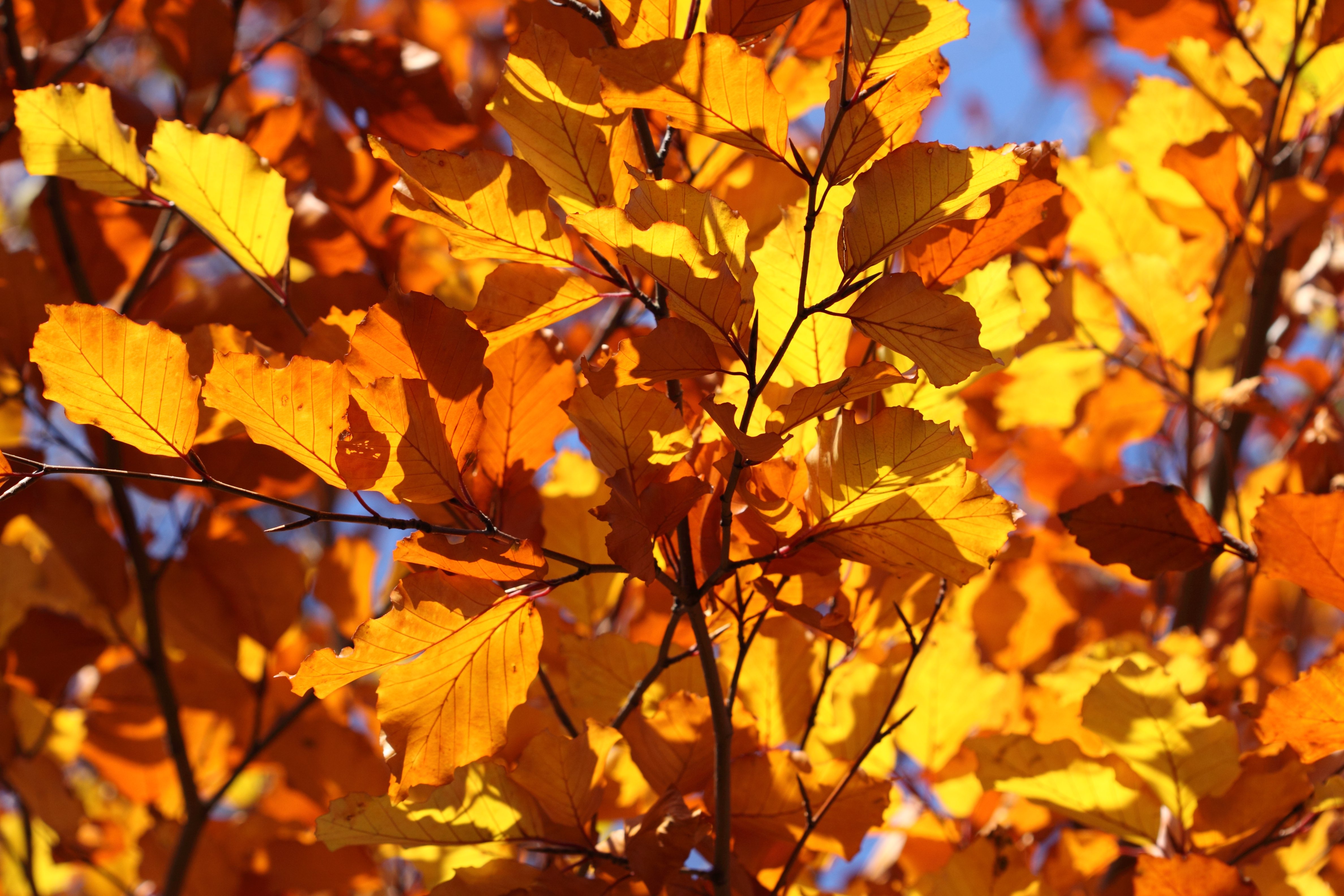 Осенний сентябрь песня. Осень сентябрь. Осенние листья. Листва в сентябре. Желтый лист.