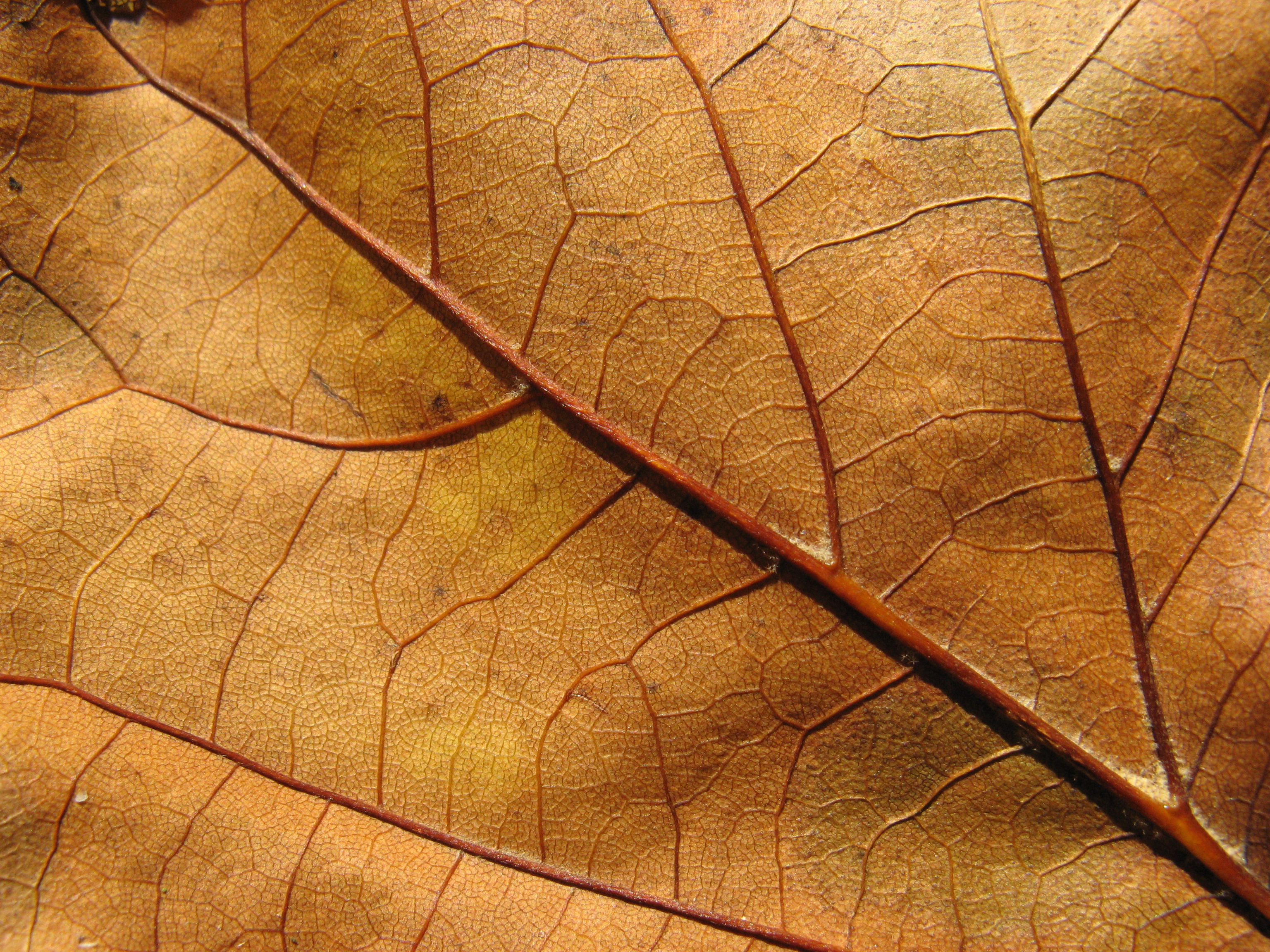 Leaf texture photo