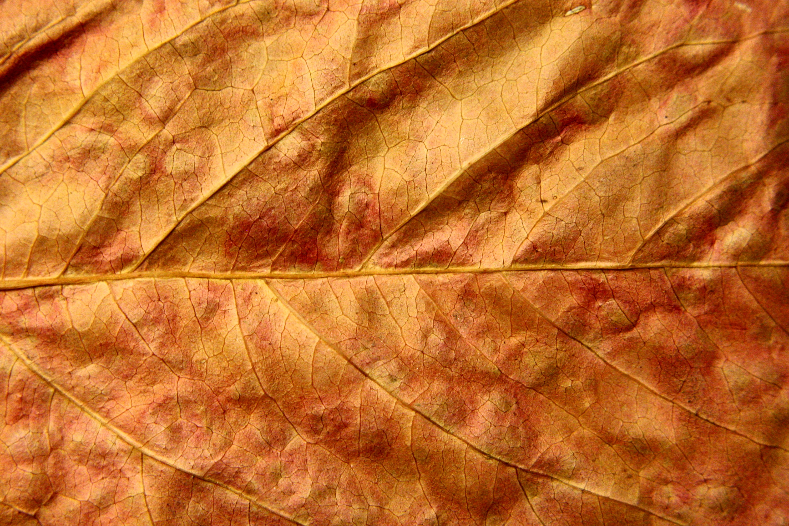 Dried Fall Leaf Close Up Texture Picture | Free Photograph | Photos ...