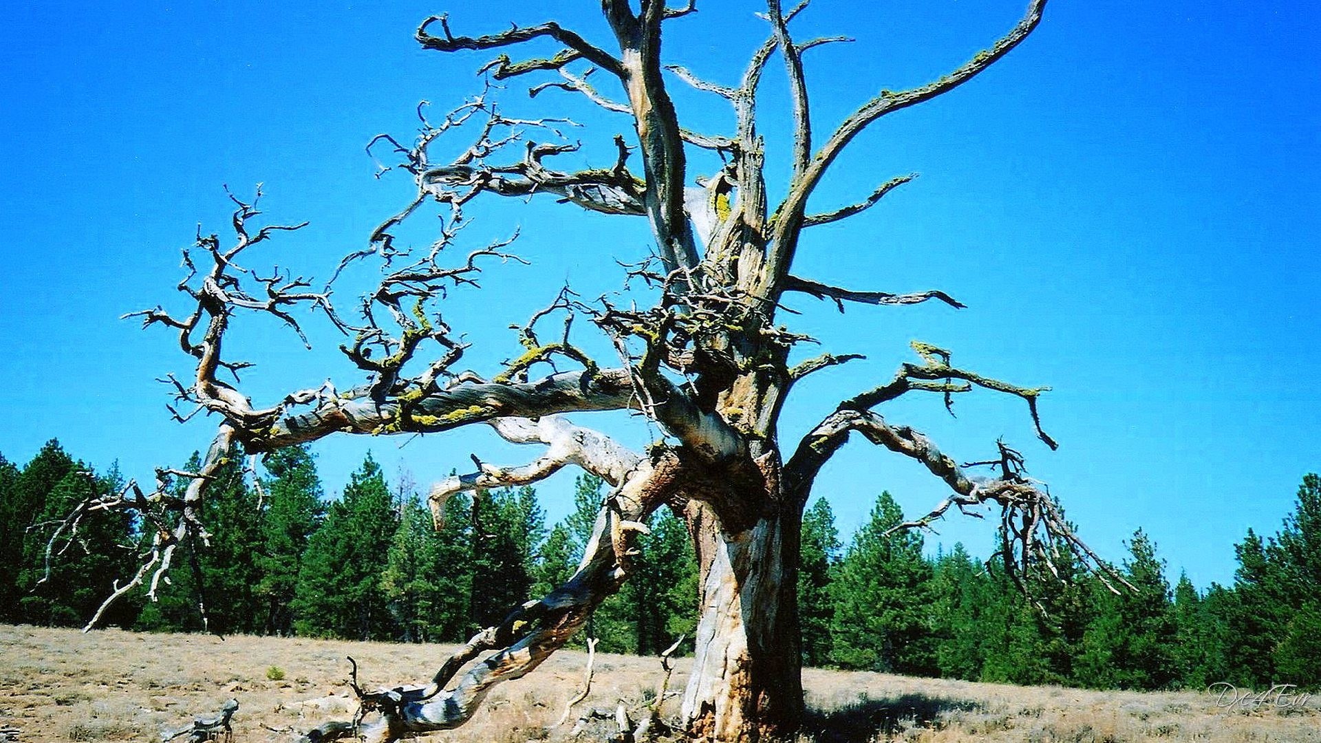 Forest: Dead Washington Old Sky Dry Forest Tree Wallpaper HD 16:9 ...