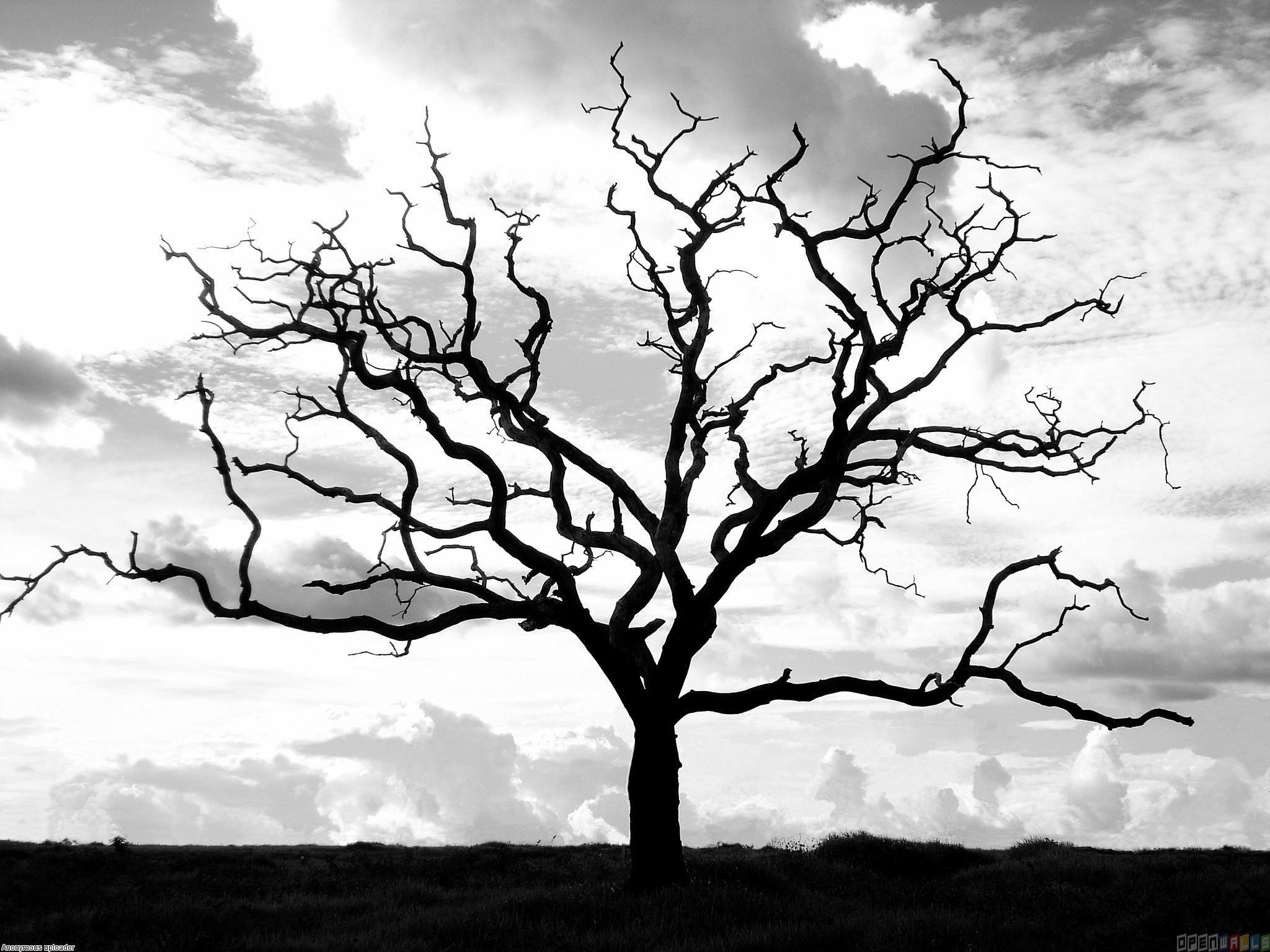 Dry Tree Drawing at GetDrawings.com | Free for personal use Dry Tree ...