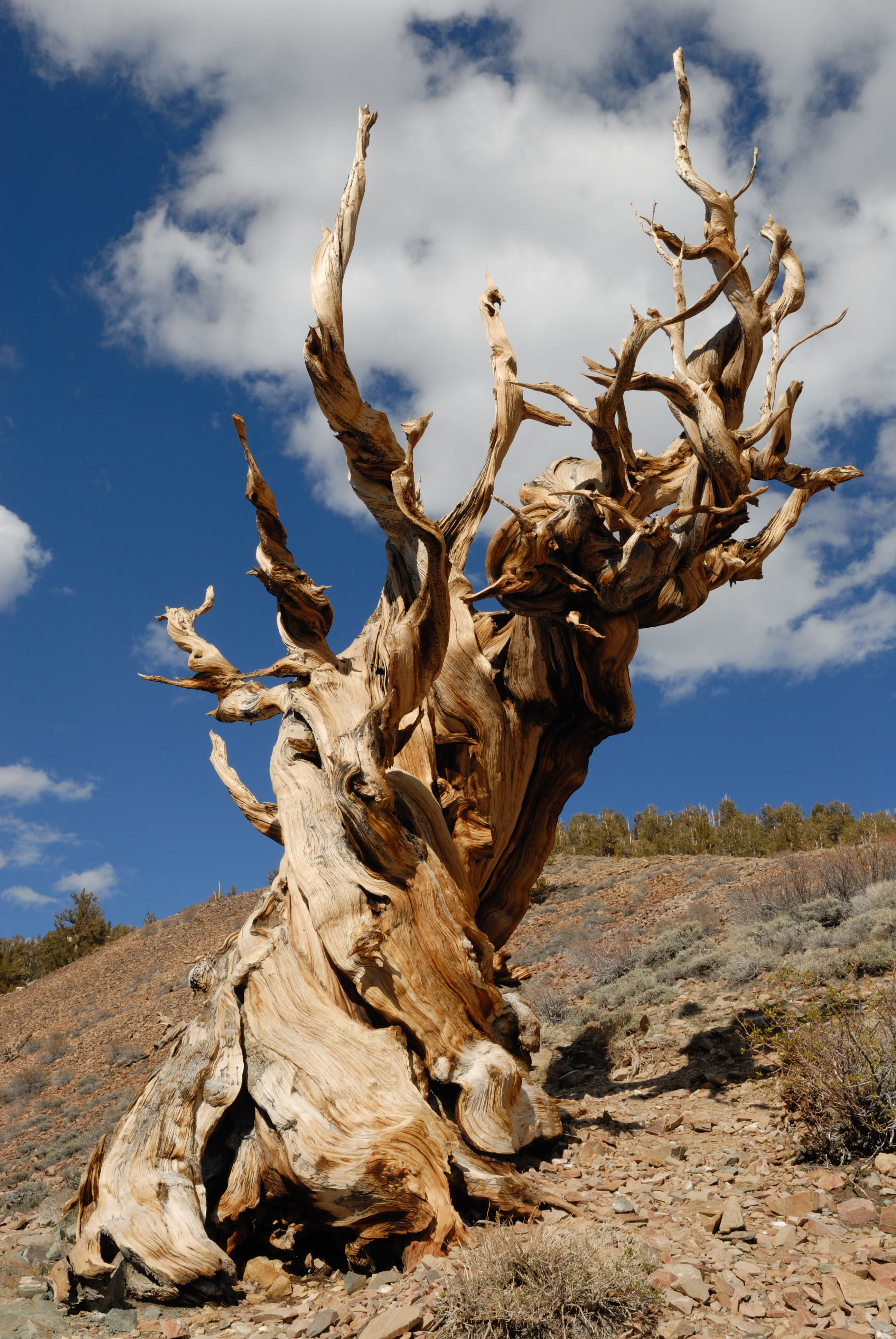 Read My Rings: The Oldest Living Tree Tells All | Collectors Weekly