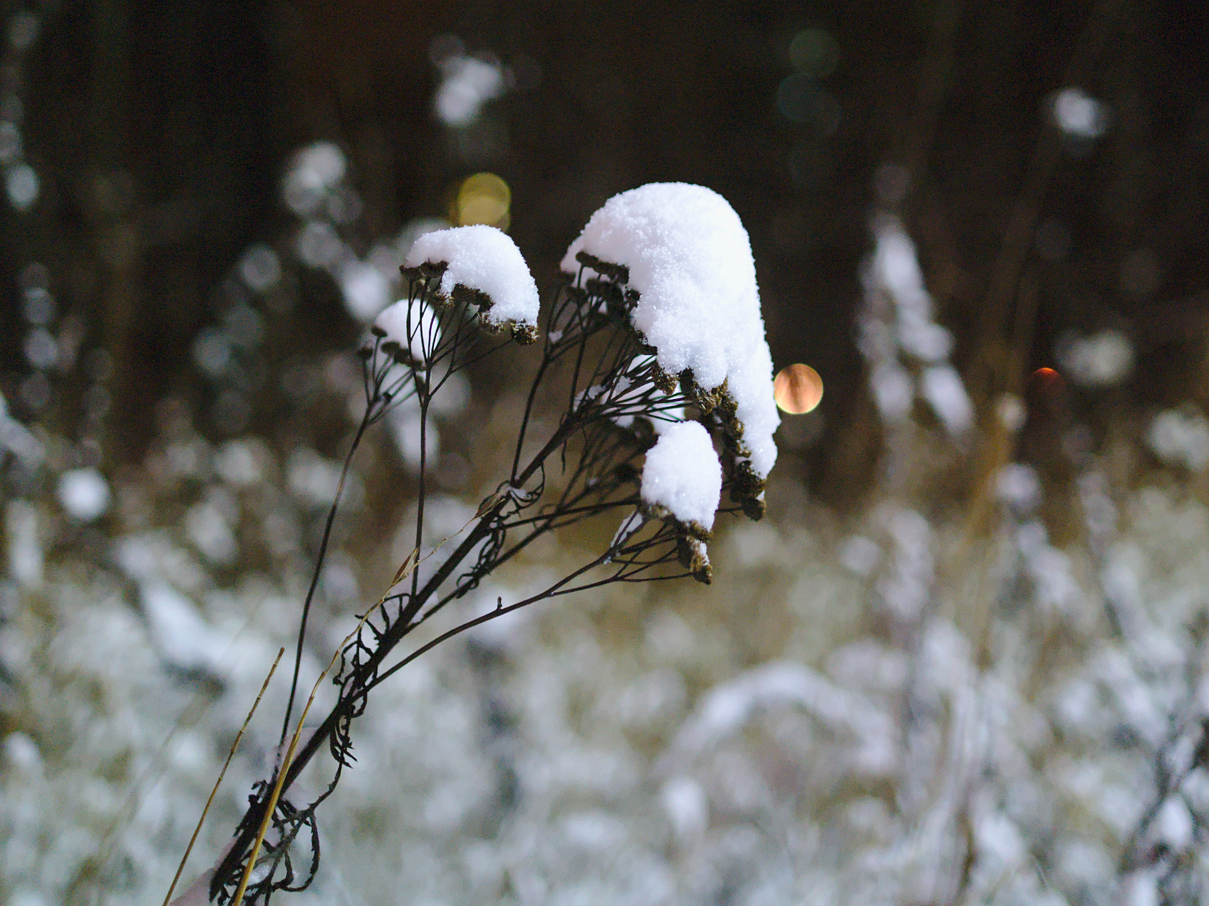 Dry plant covered with snow photo