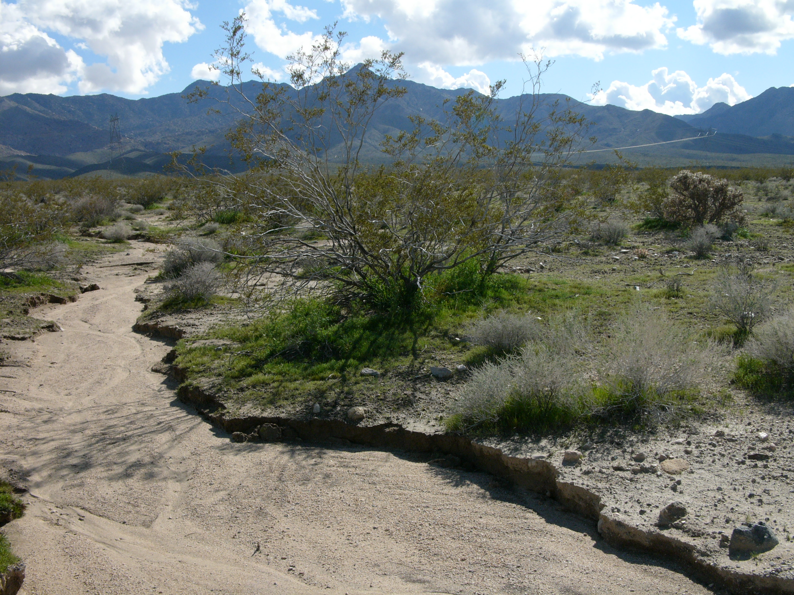 File:Dry river bed in California.jpg - Wikimedia Commons