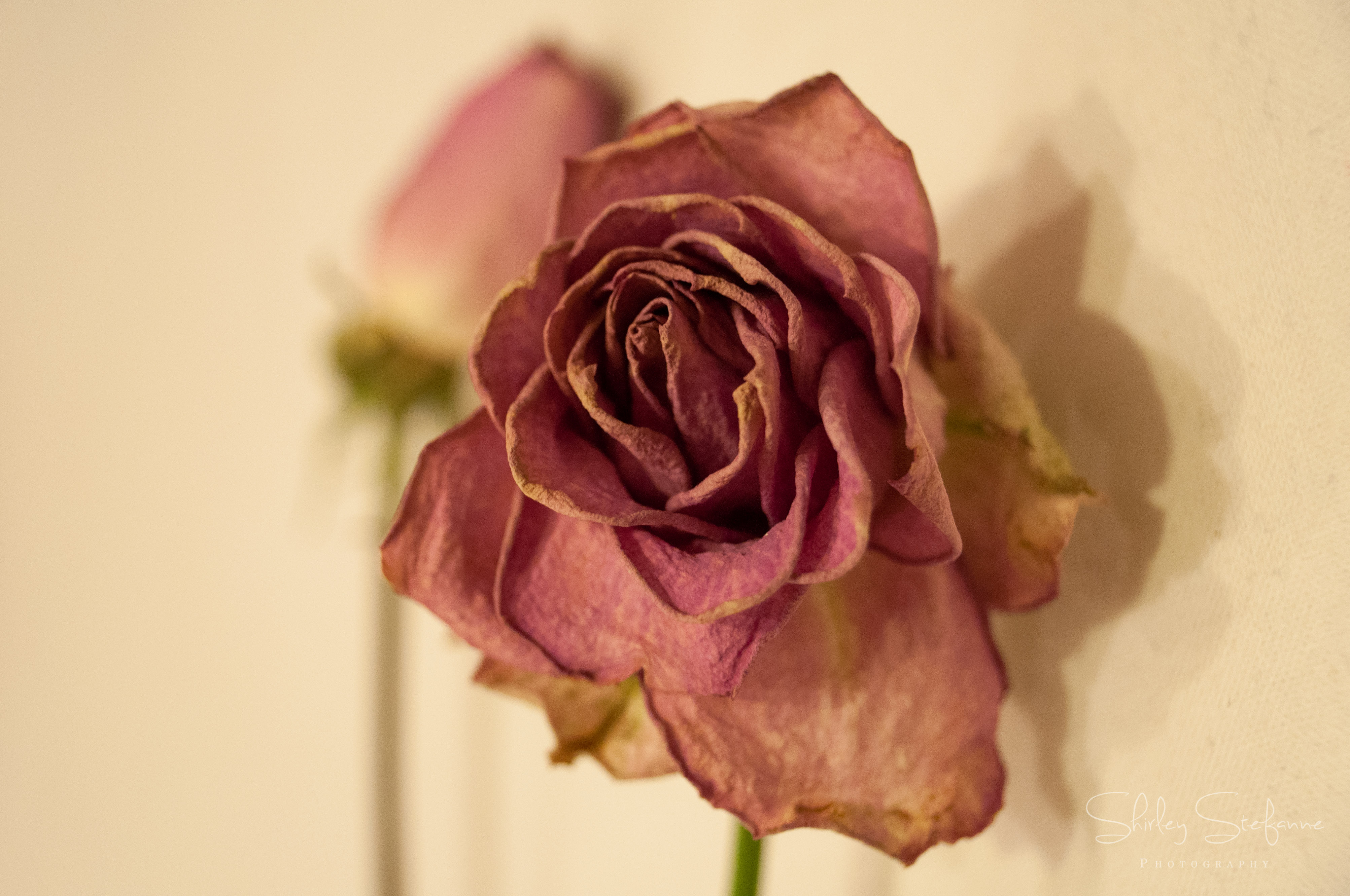 Dry rose photo