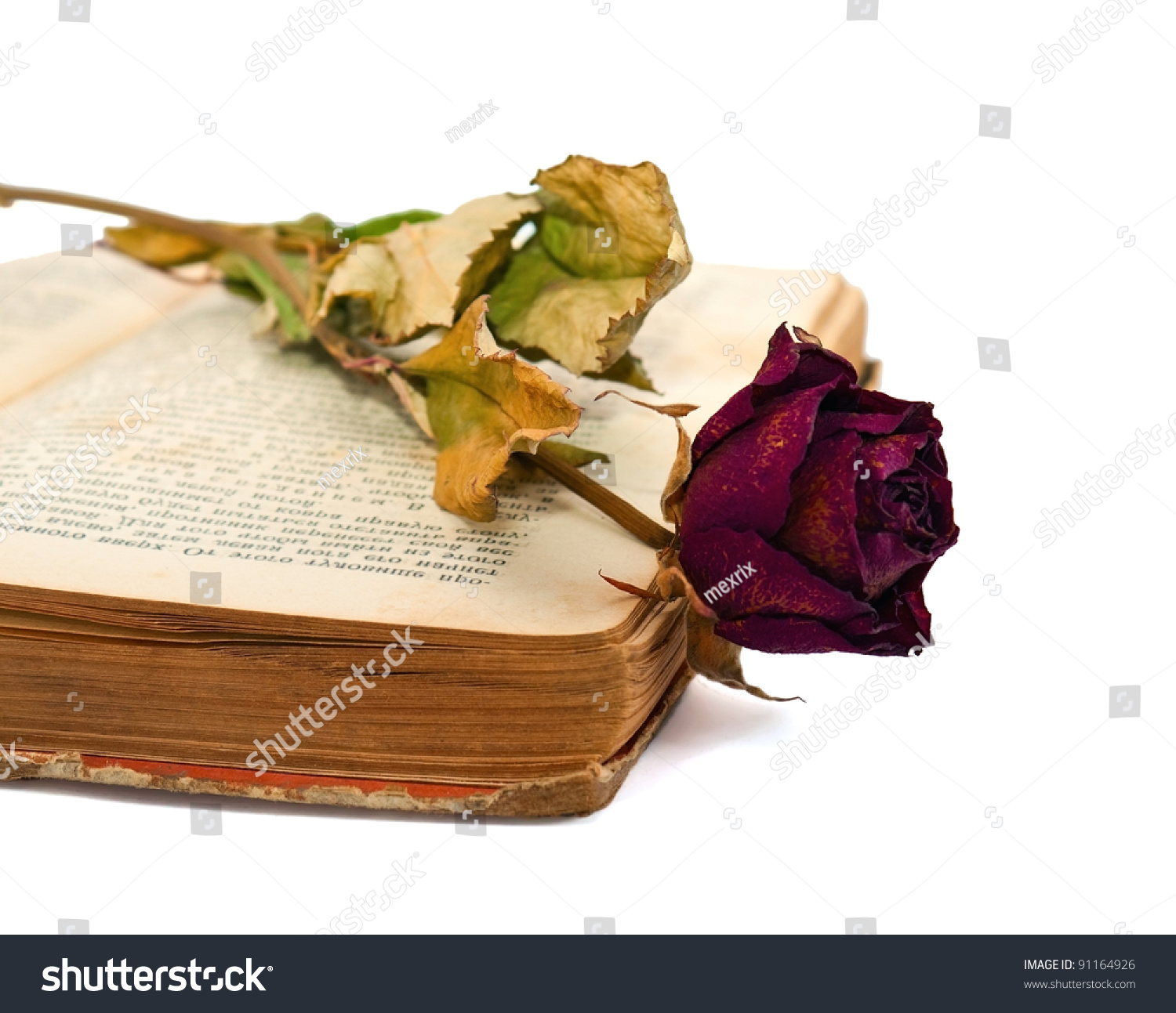 Old Open Book Dry Rose Stock Photo (Royalty Free) 91164926 ...