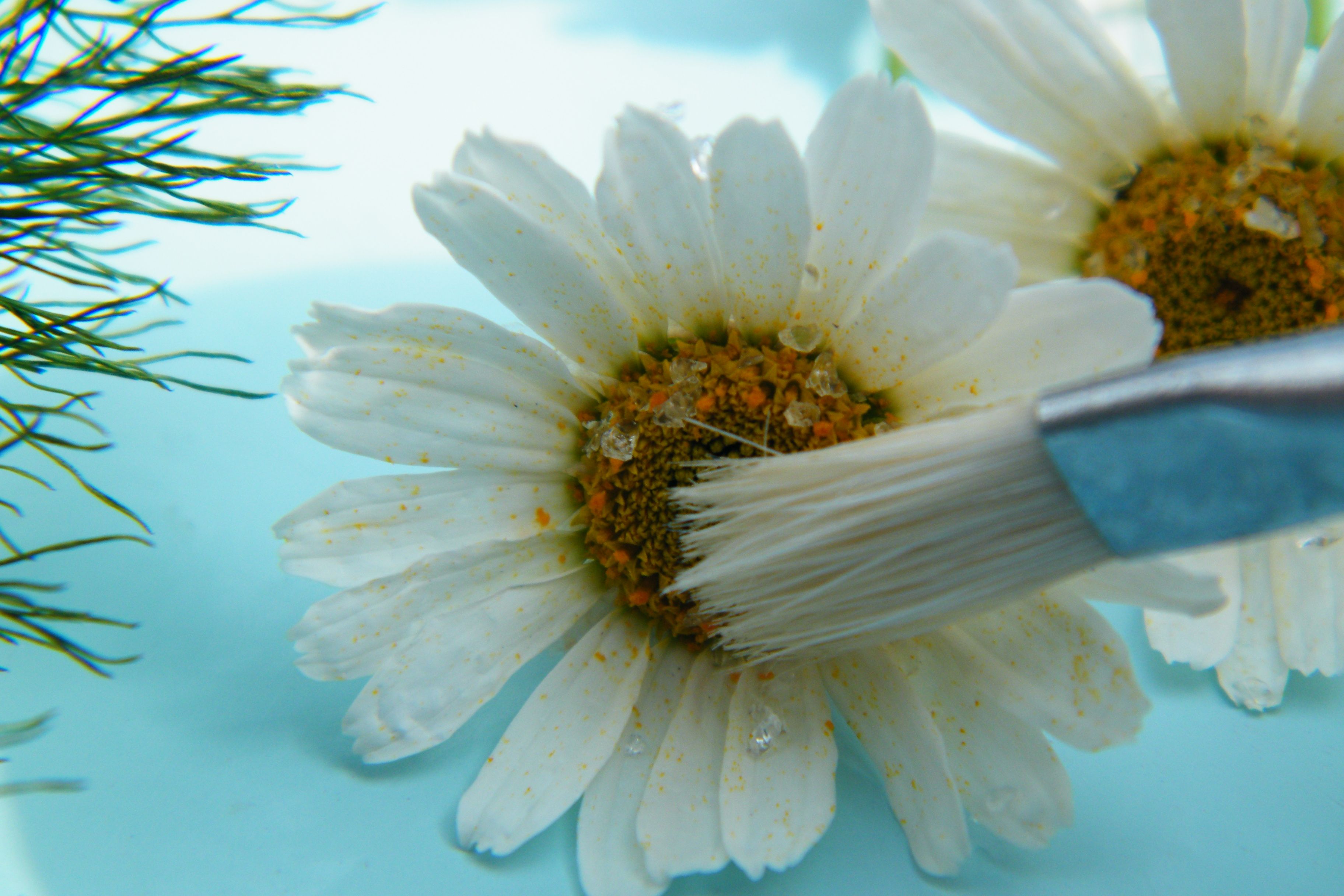 brushing silica gel off dried daisy | How To Dry Flowers | Pinterest ...