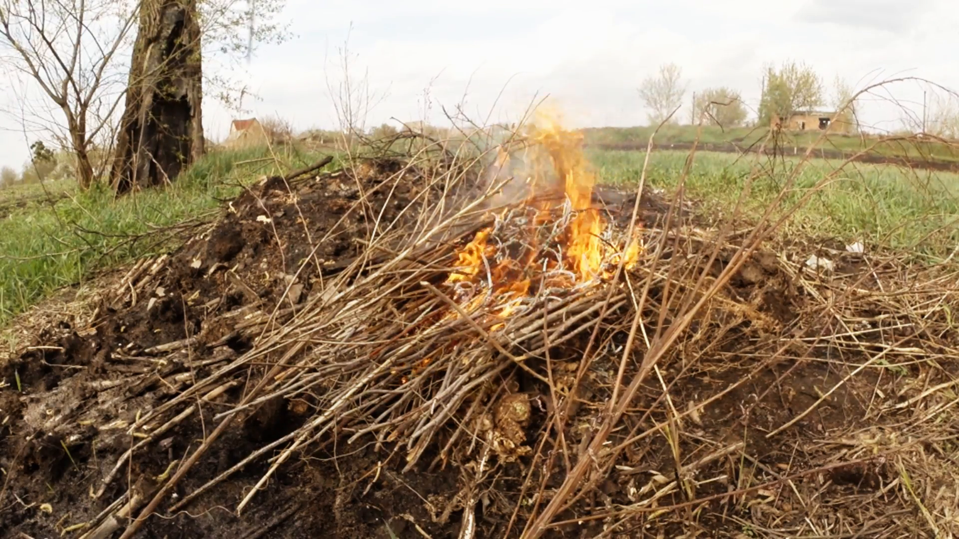 Lot of Burning Dry Sticks in Fire Fume in a Field Near a Tree Stock ...