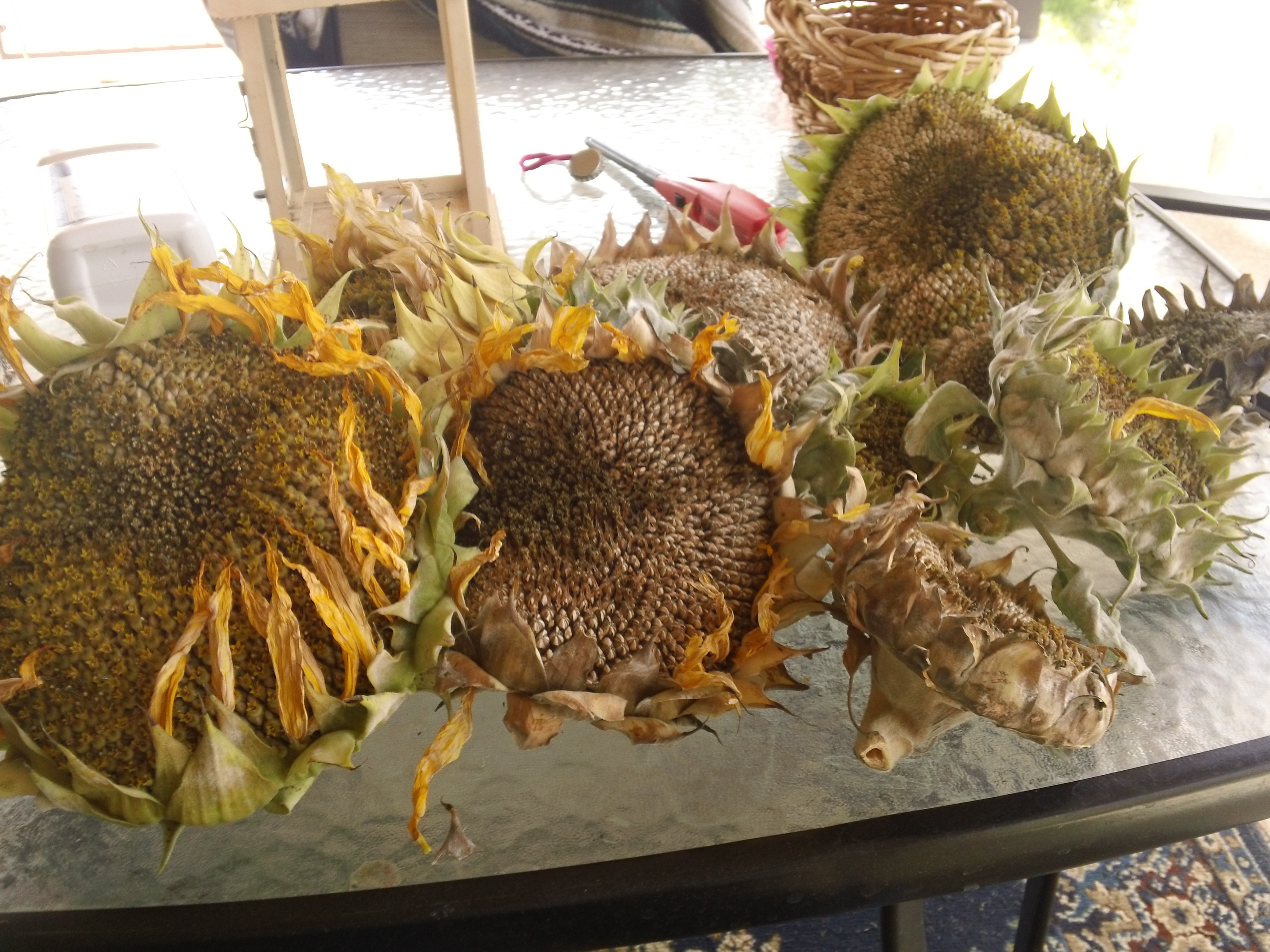 The Great Sunflower Harvest | Cultivating Dust